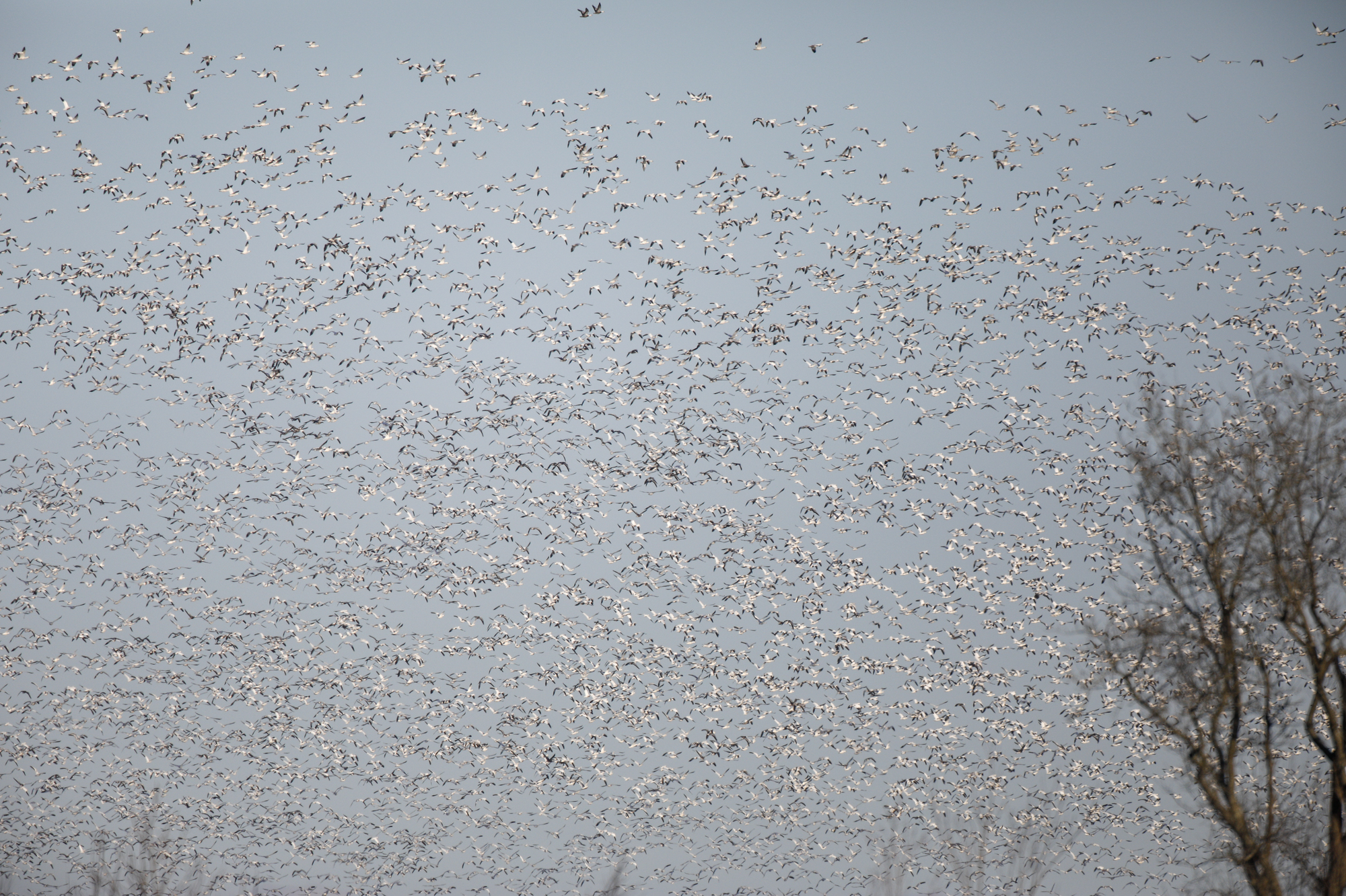 snow geese lifting off from lake