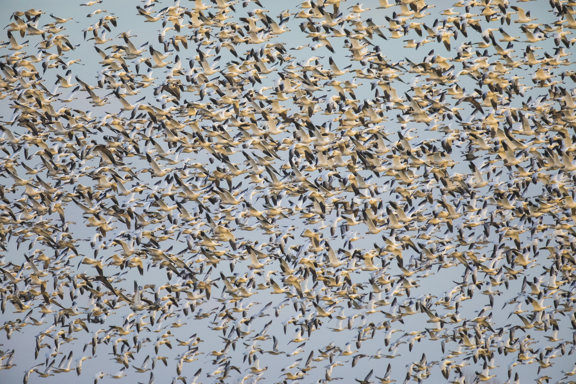 Snow geese take off afer jet flyby