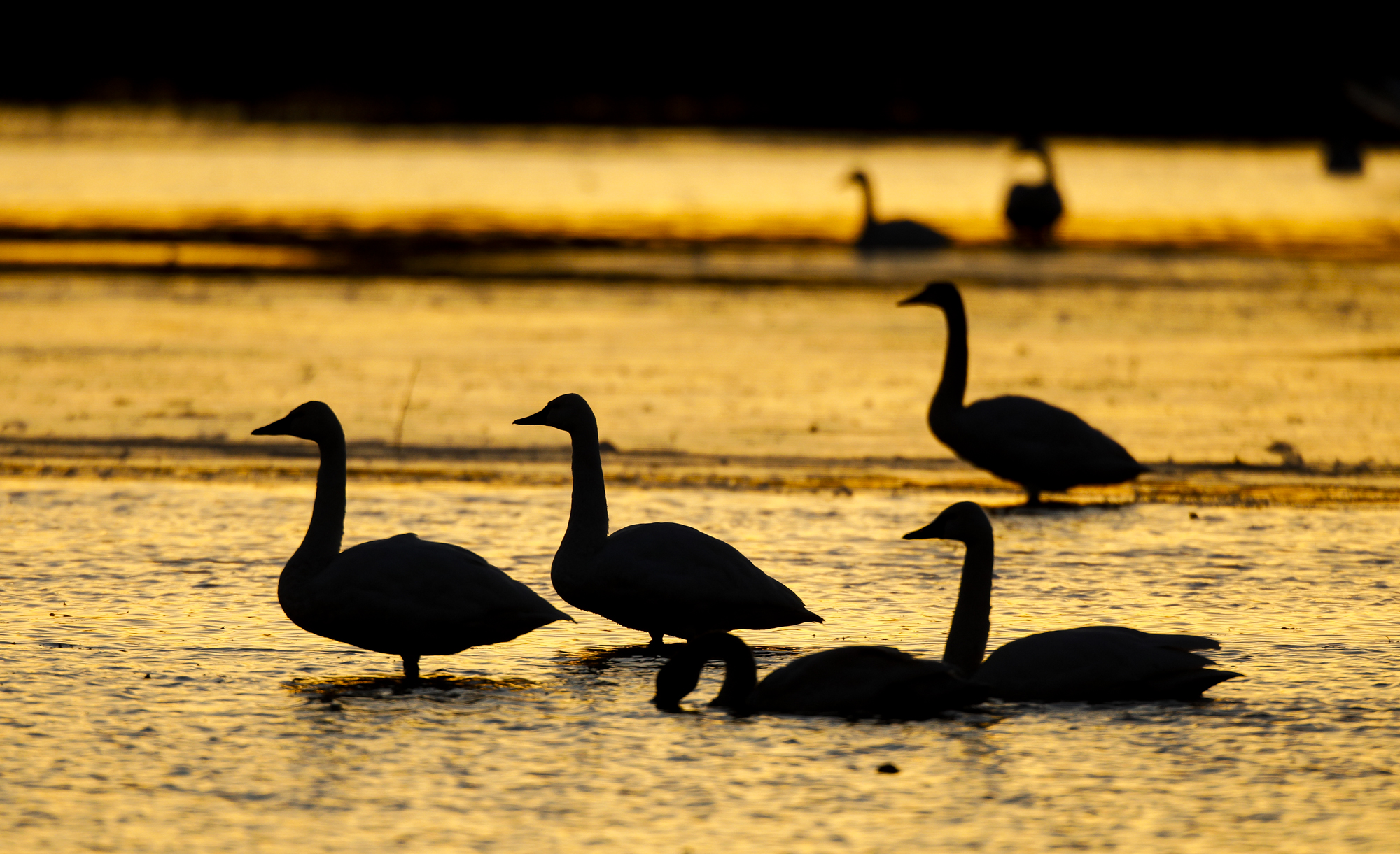 Swans at sunrise