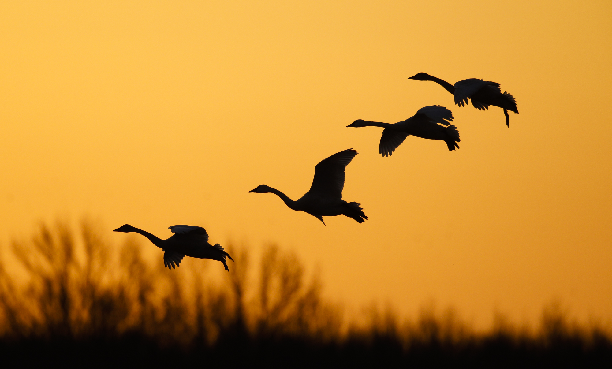Swans landing at sunrise