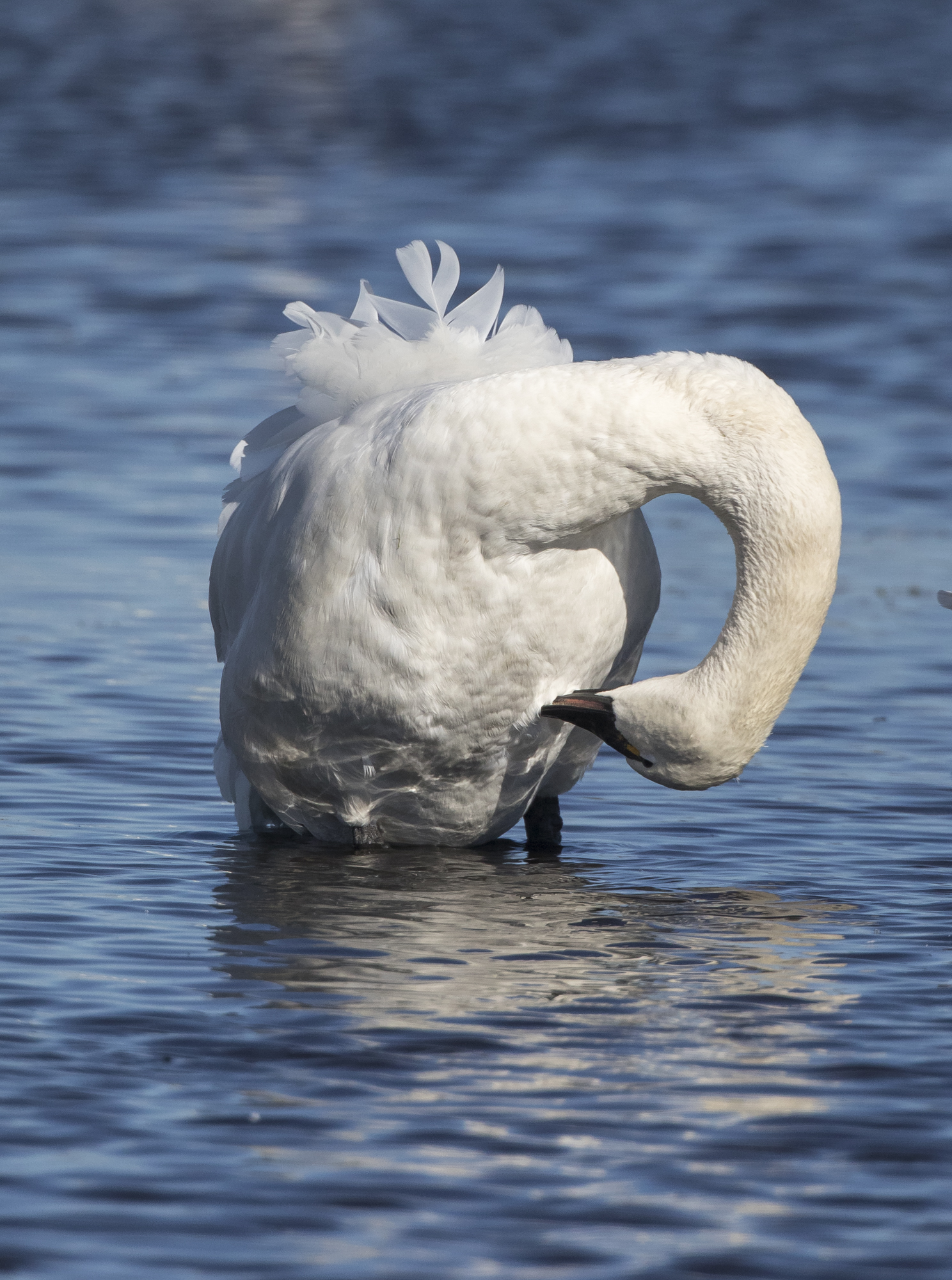 Tundra swan preening