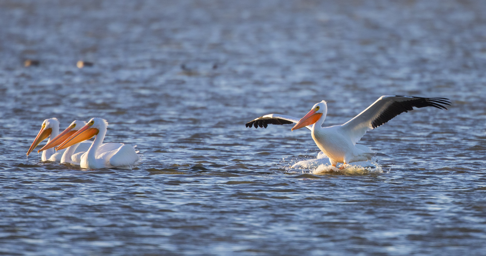 White pelicans at Pea Island