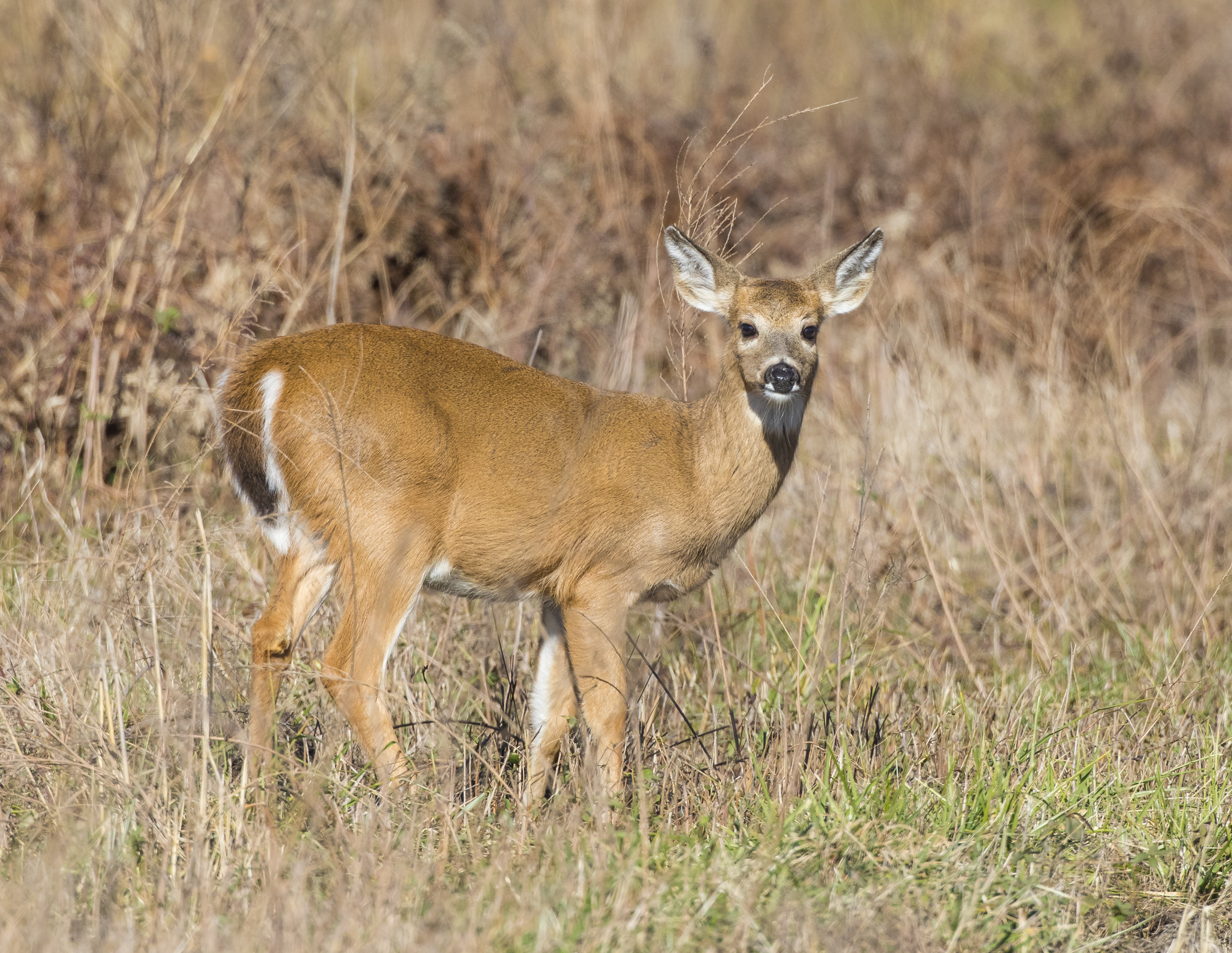 white-tailed deer