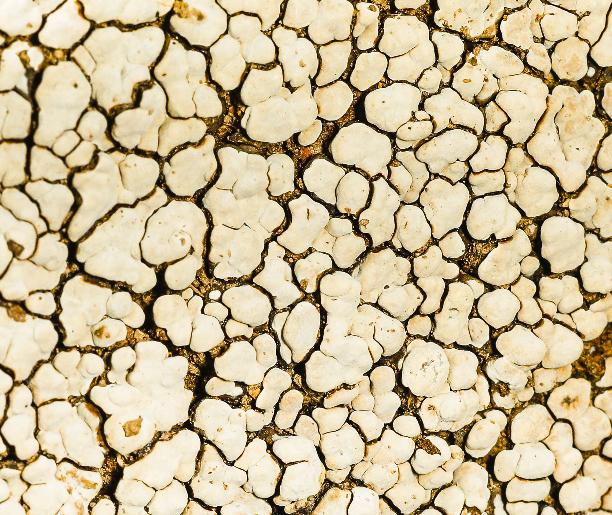 ceramic fungi (Xylobolus frustulatus))