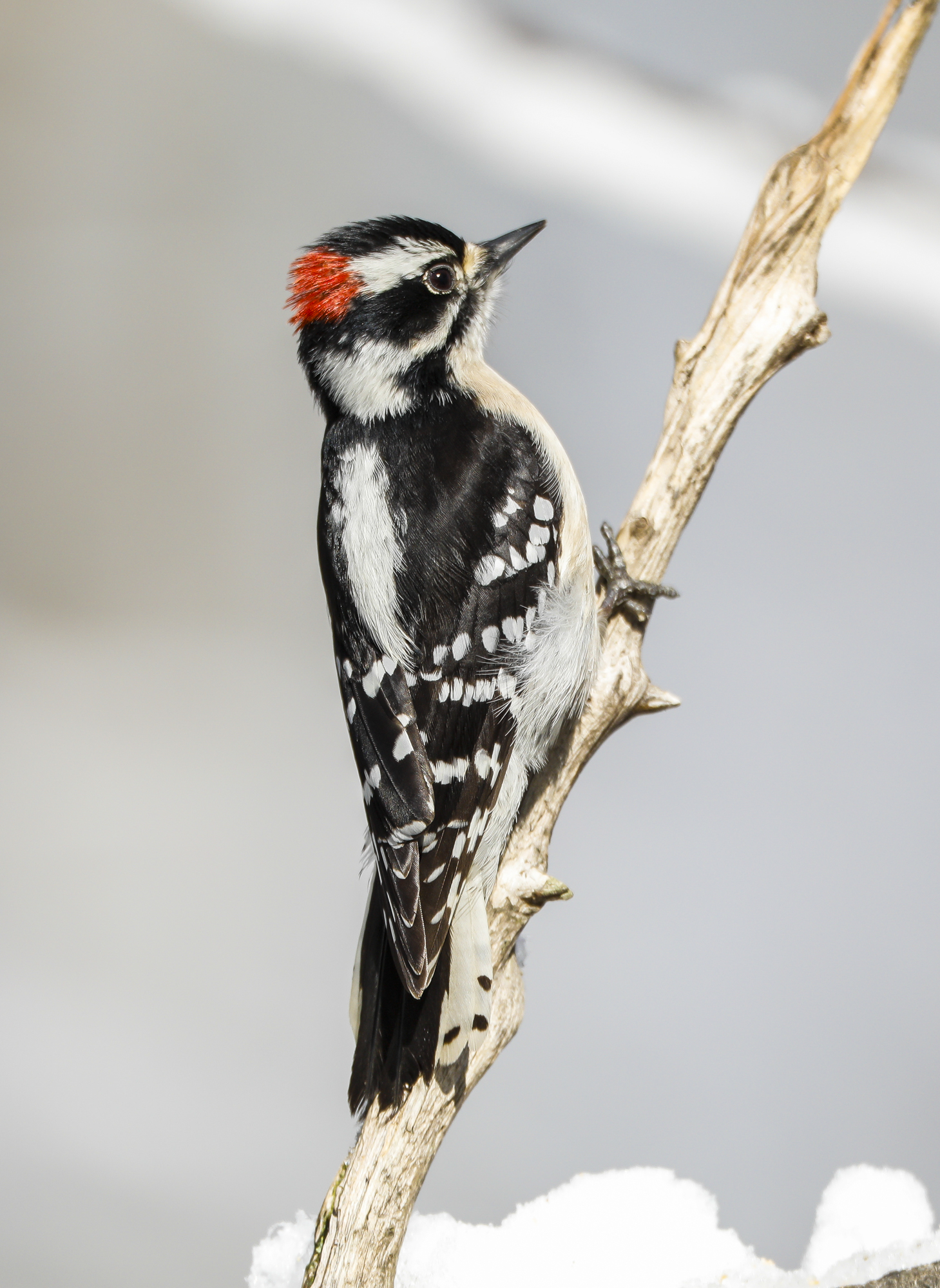 downy woodpecker