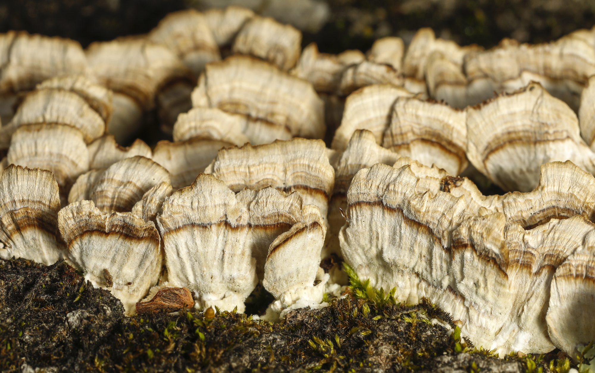 fungi on log