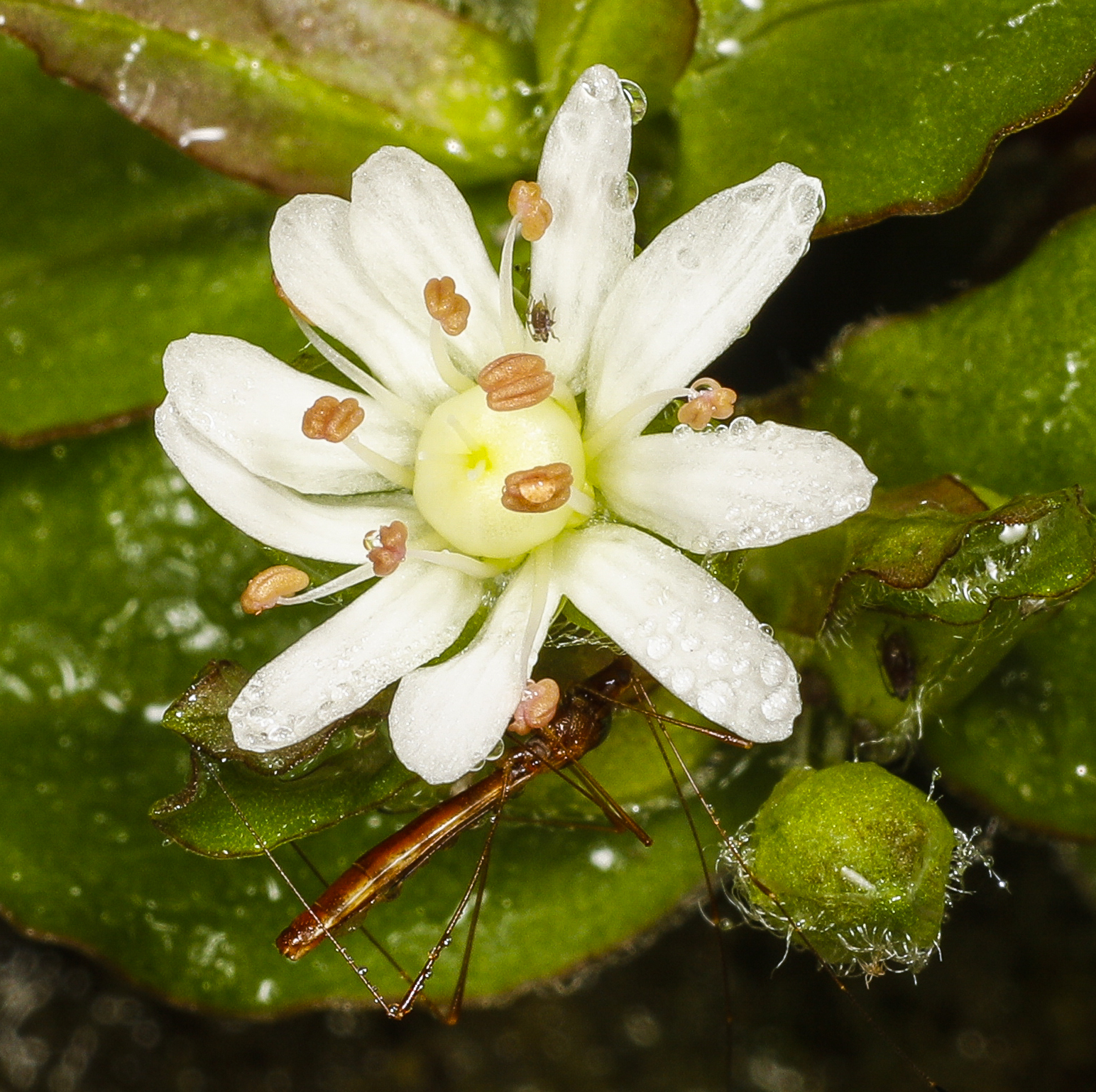 giant chickweed flower close up