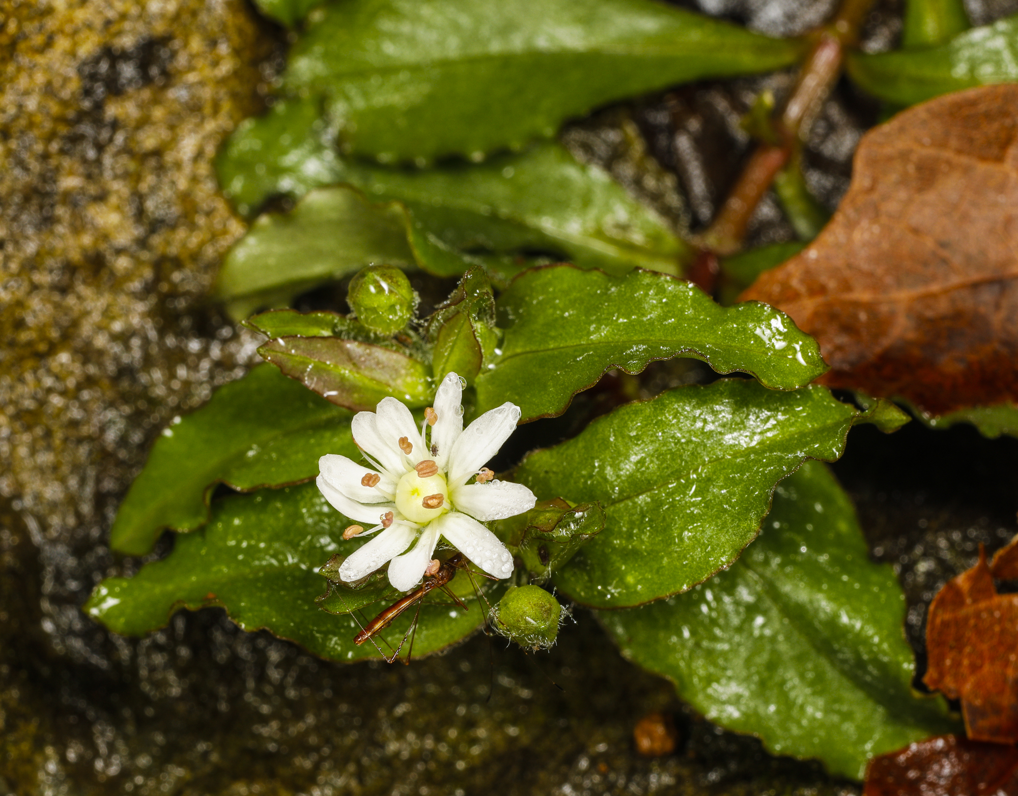 giant chicweed flower