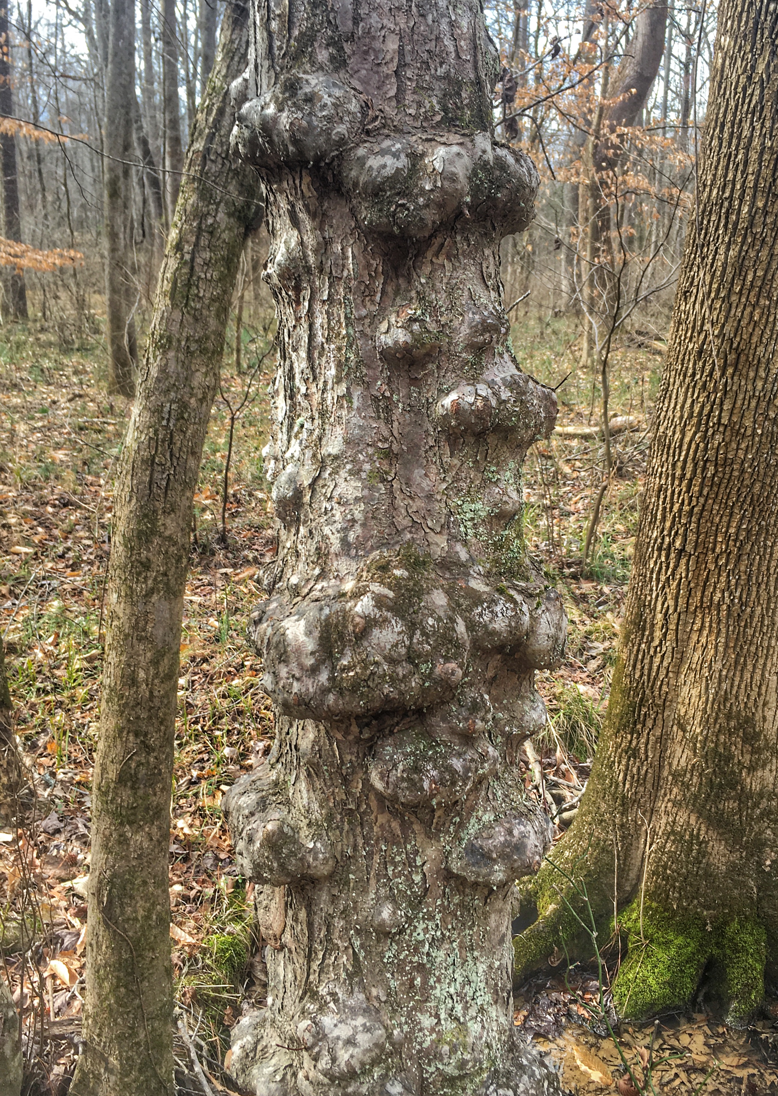 gnarly maple trunk