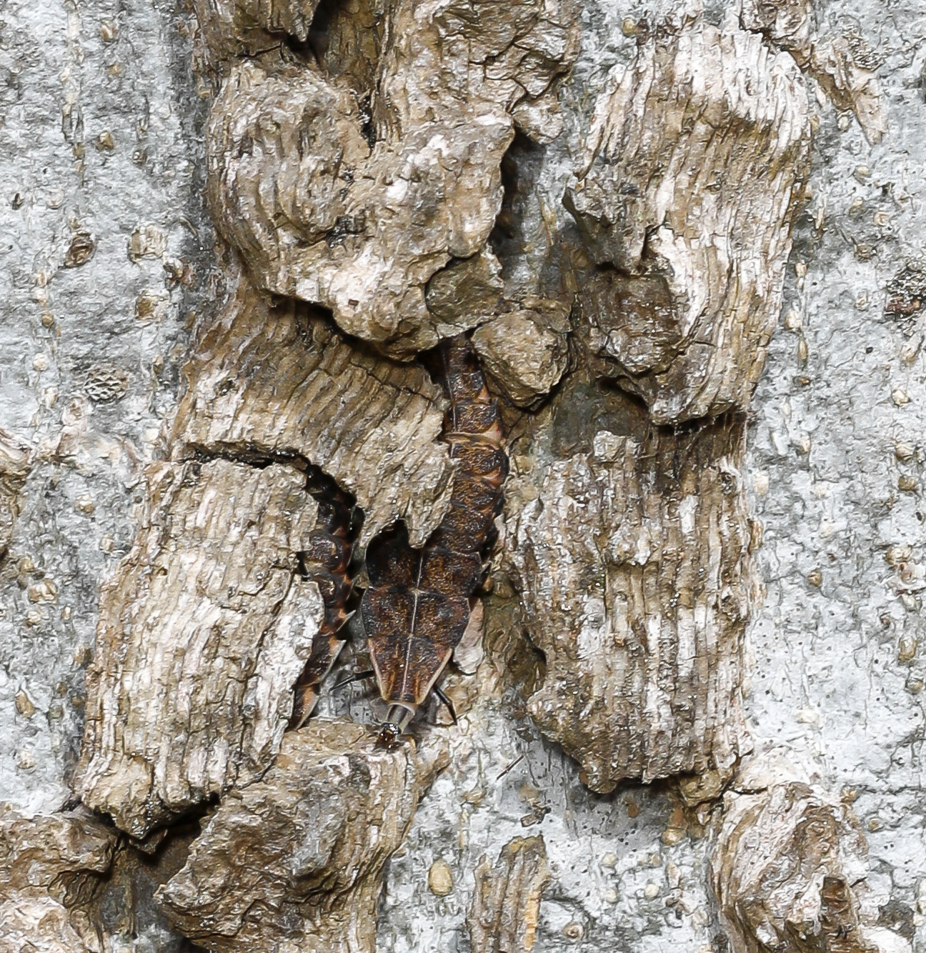 insects hiding in Celtis bark