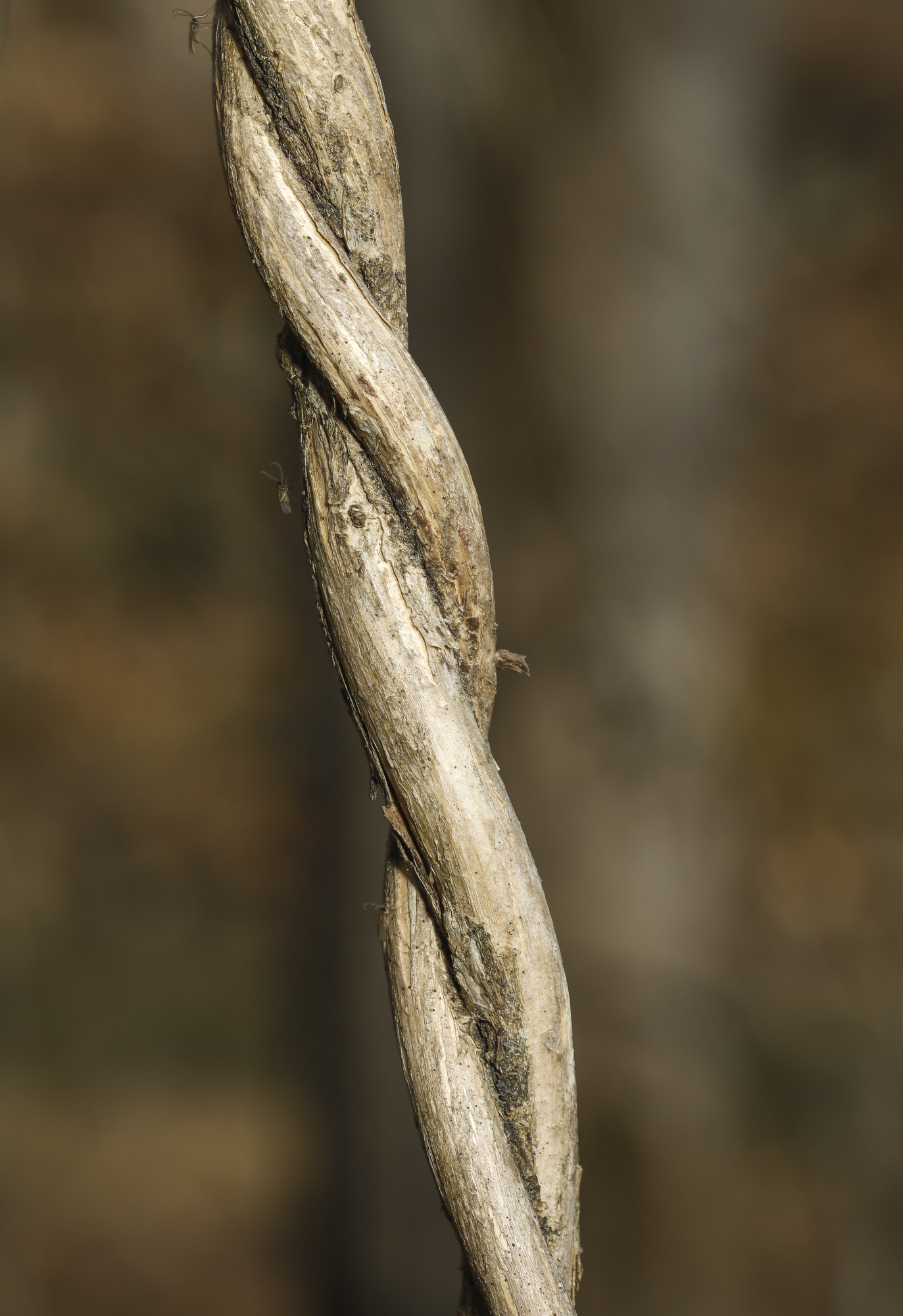 japanese honeysucj=kle vines twisted