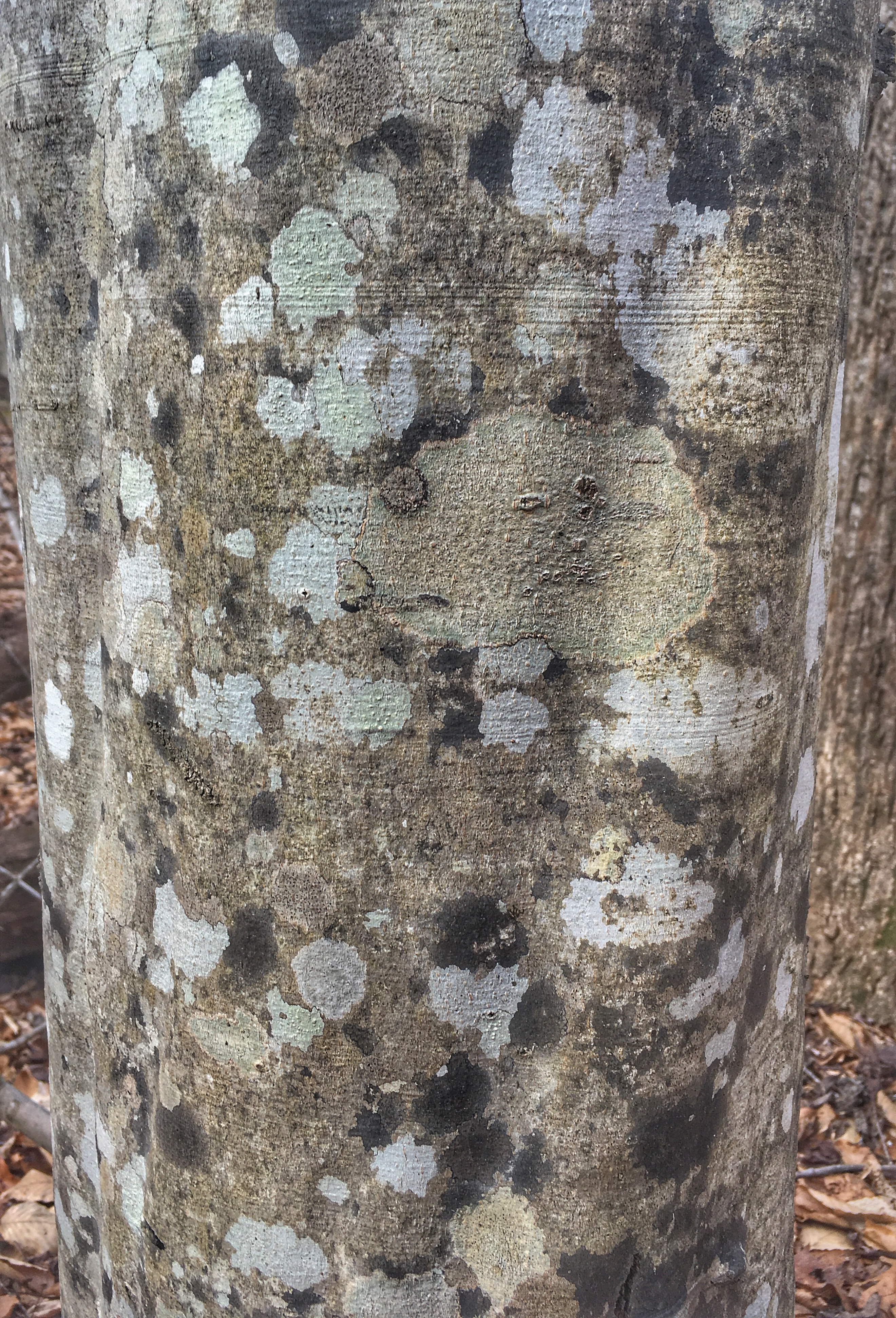 lichen patches on tree trunk
