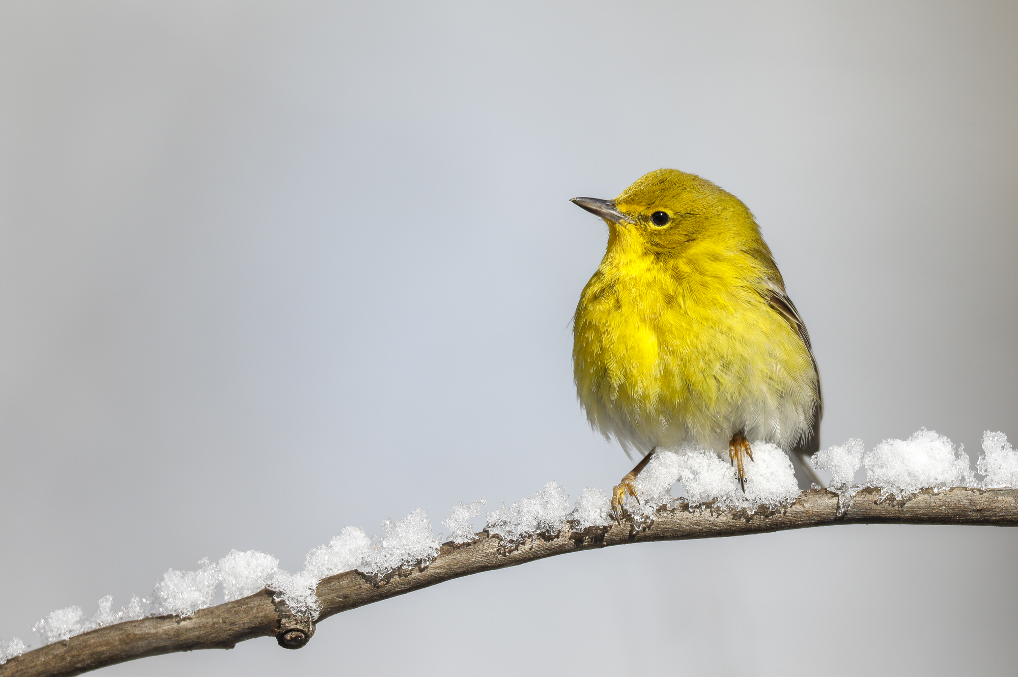 male pine warbler