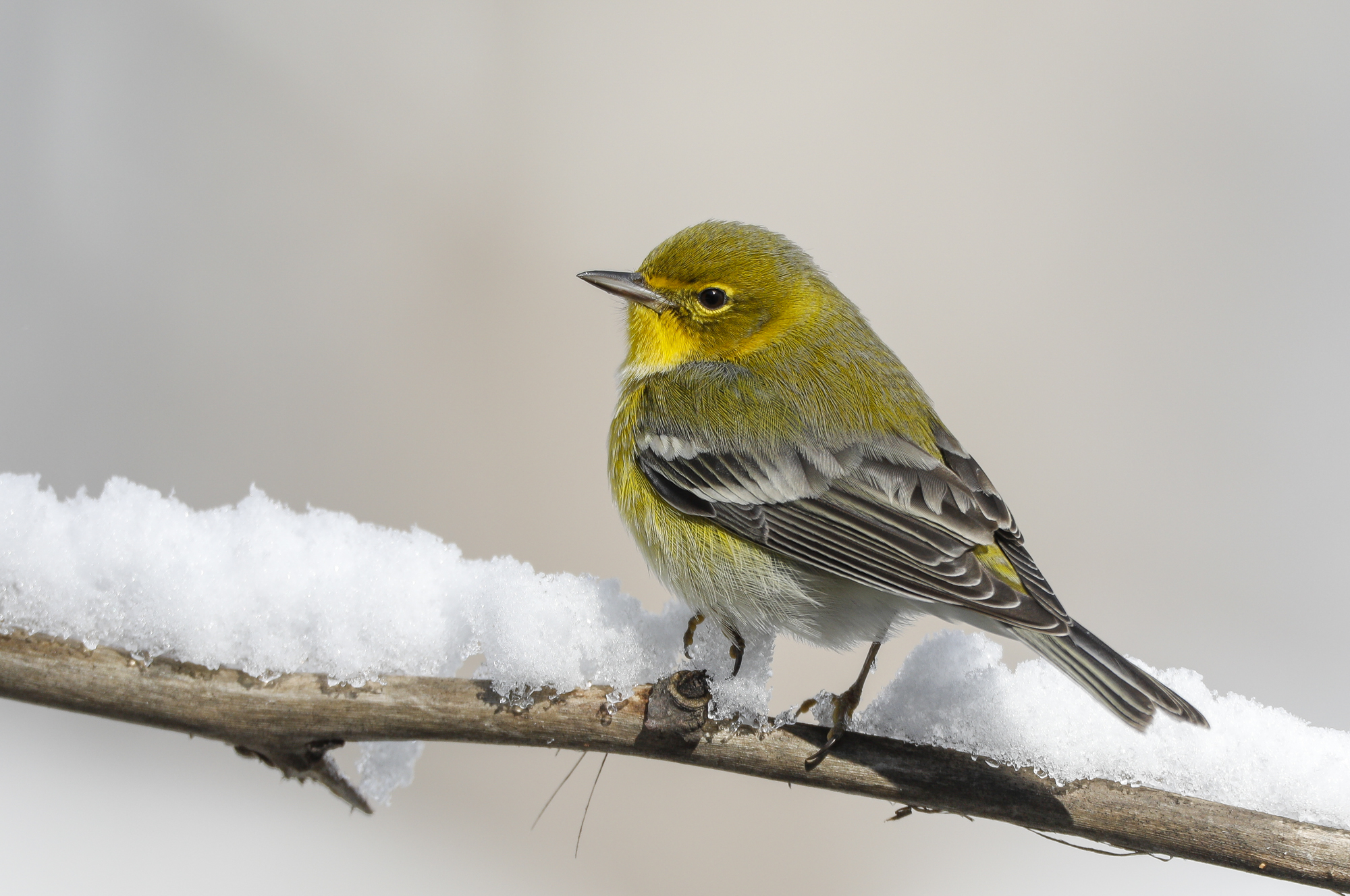 pine warbler