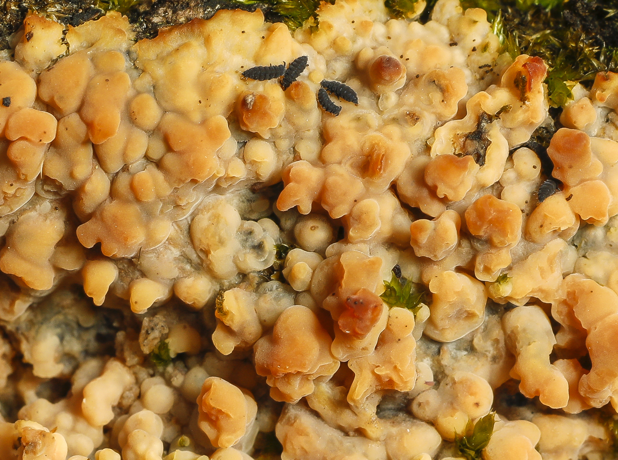 slime mold close up with springtails?