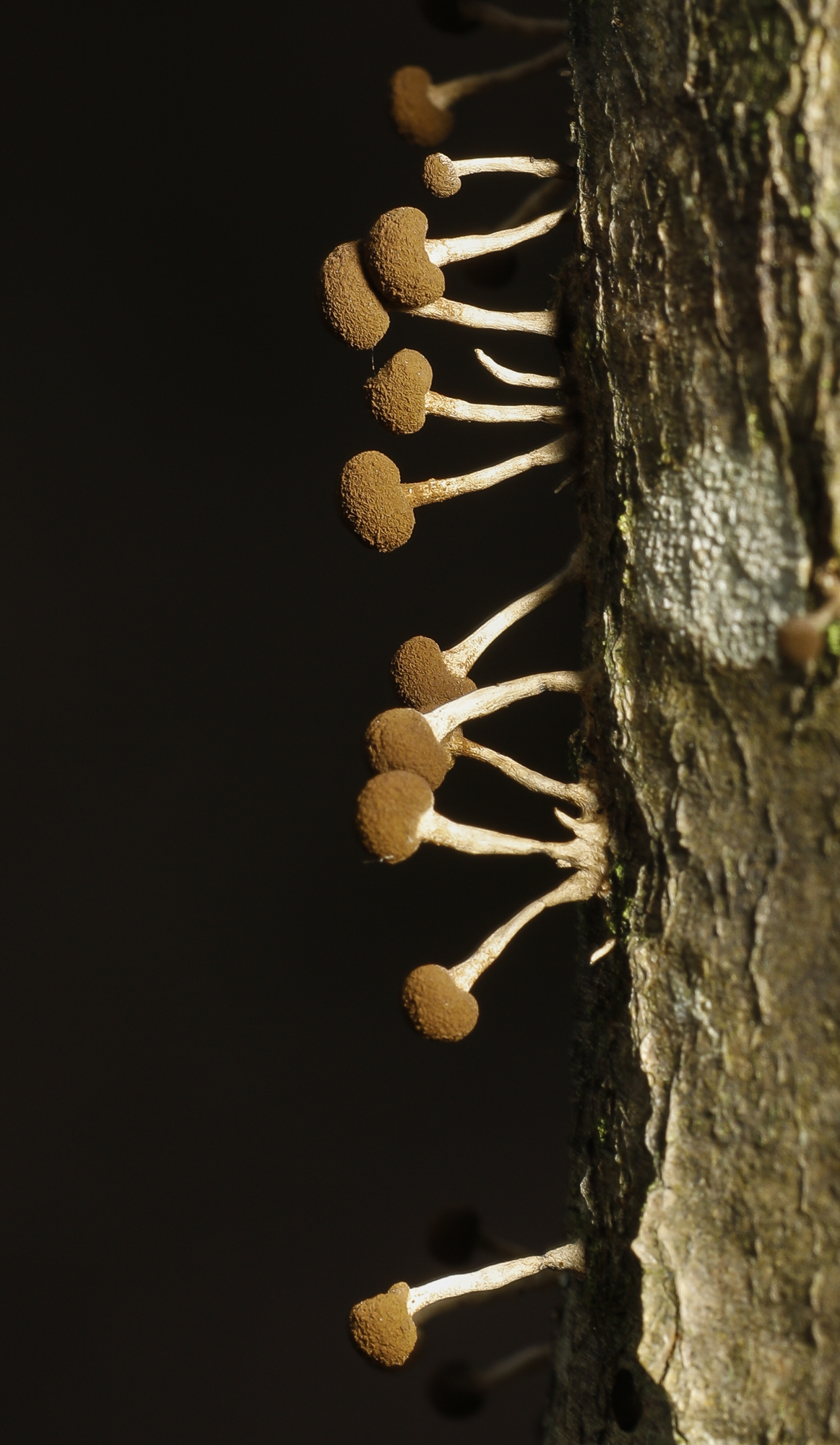 slime mold reproductive structures on tree trunk close up?