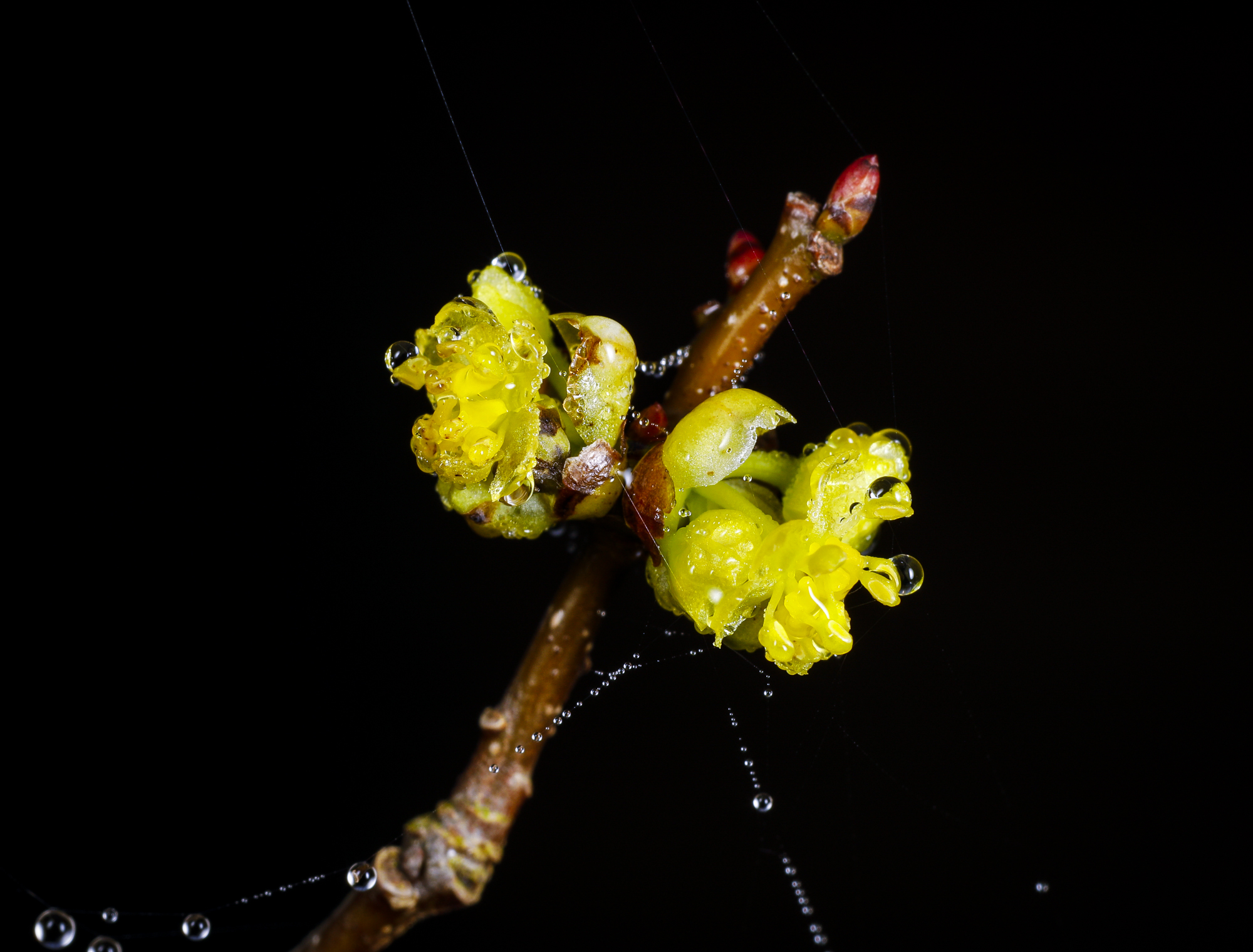 spicebush blooms