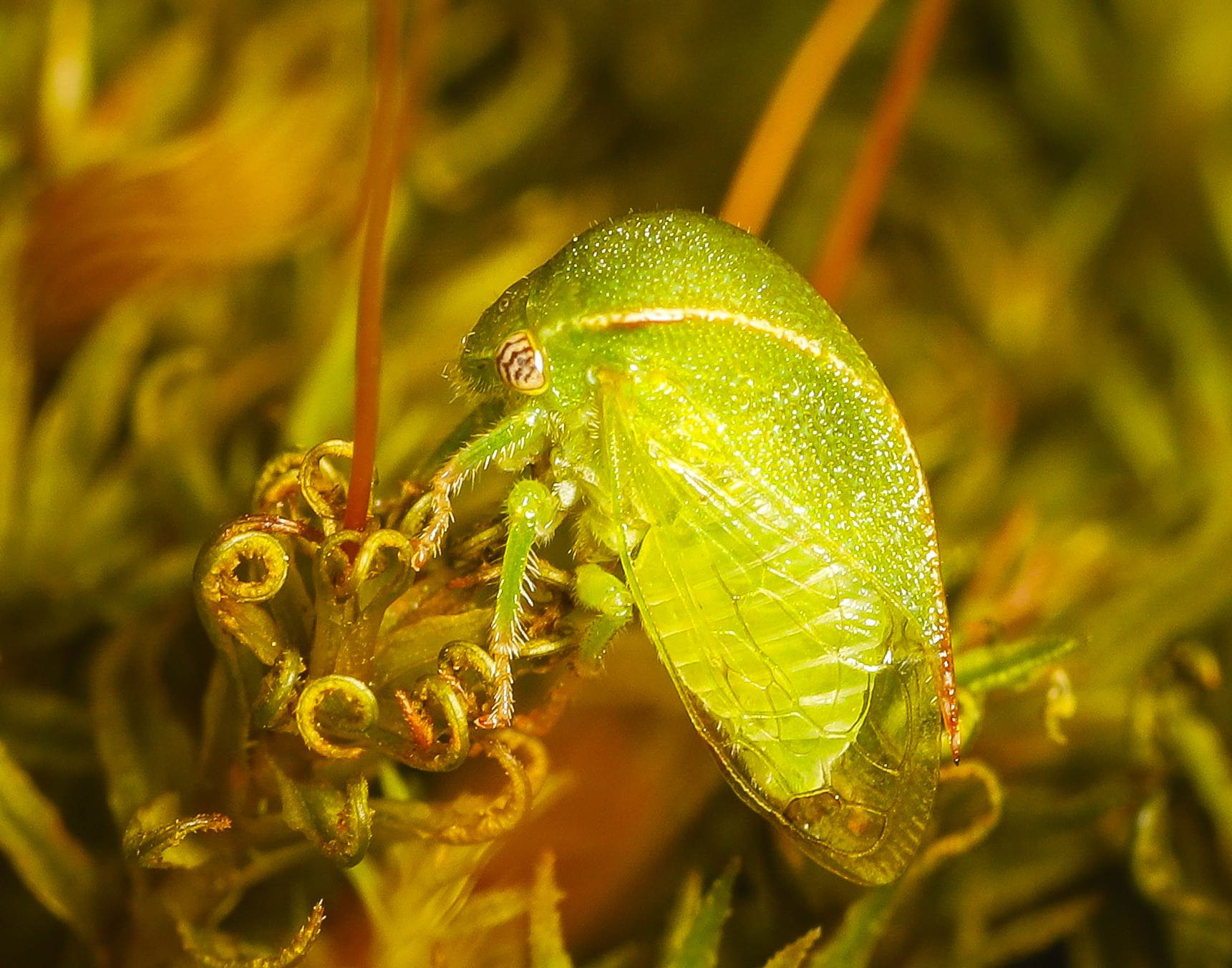 Spissistilus festinus - Three-cornered Alfalfa Hopper ?