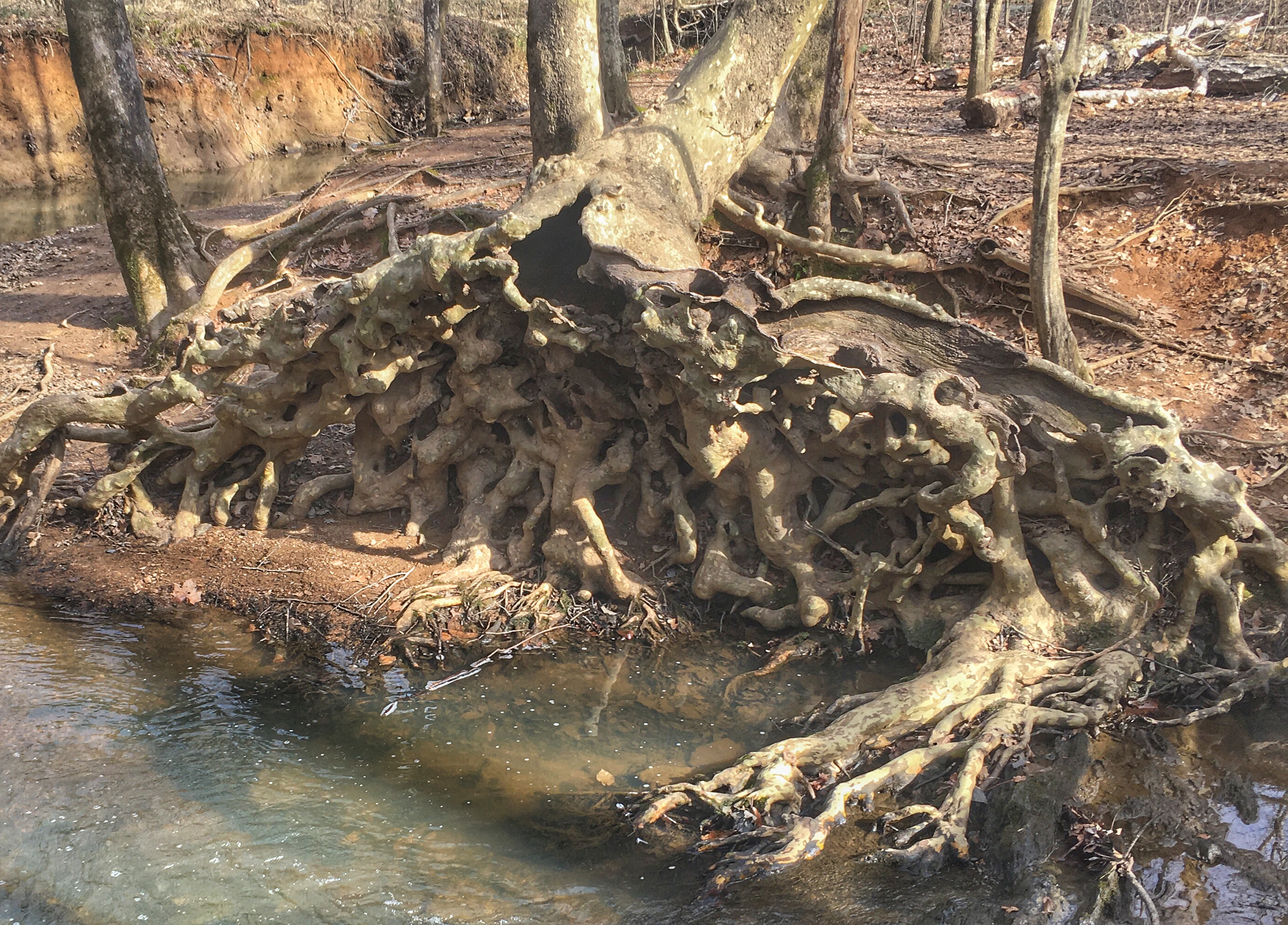 Sycaore roots in crrek