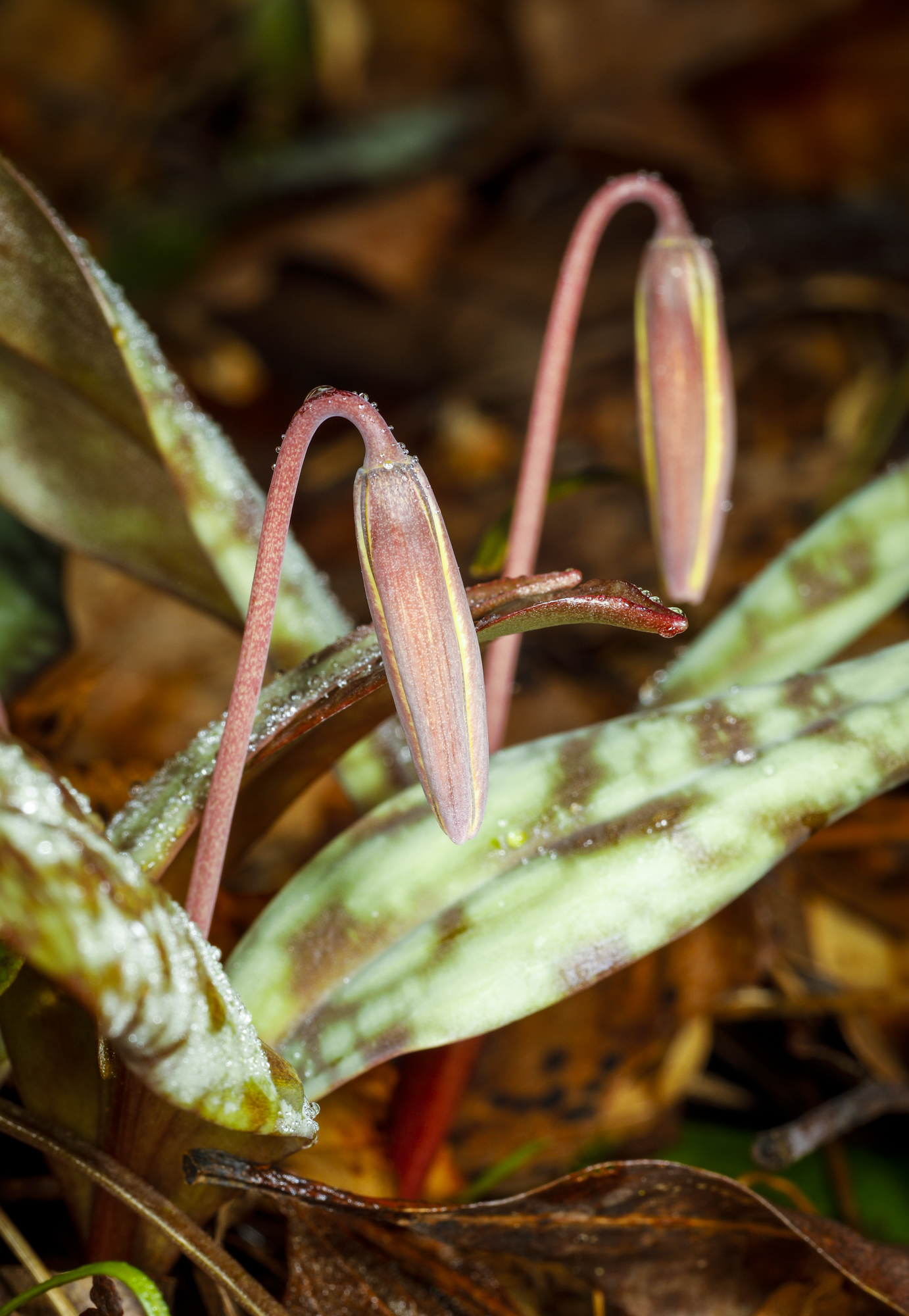 Trout lily flower buds