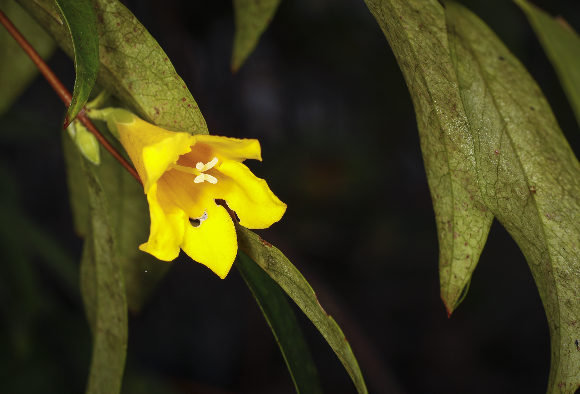 yellow jessamine flower