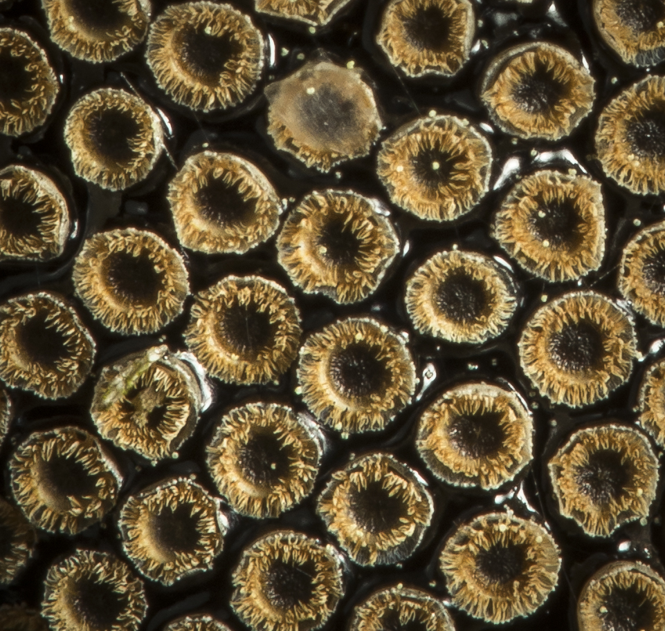 184 wheebug eggs closeup