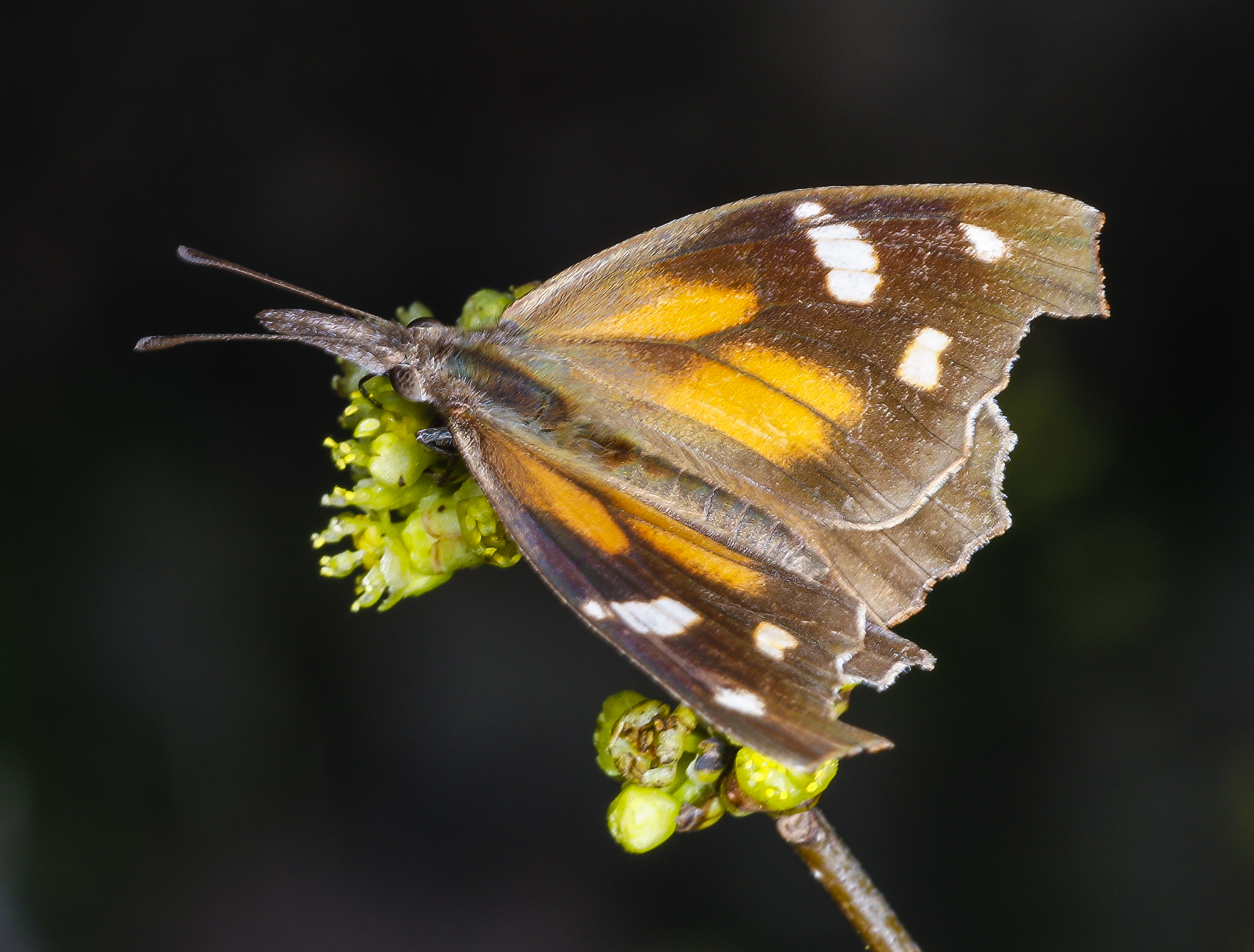 American snout butterfly on spicebush wings spread