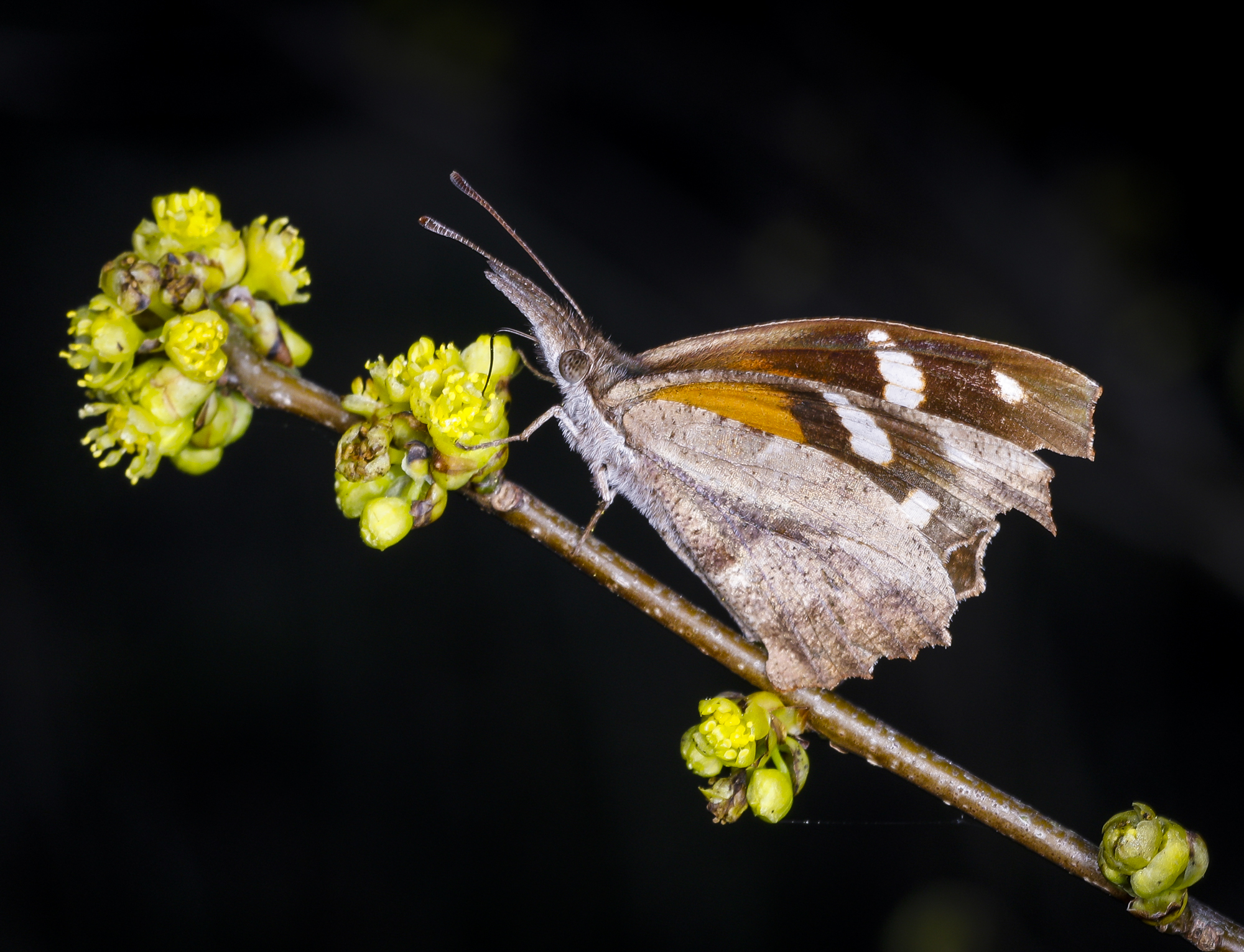 American snout butterfly on spicebush