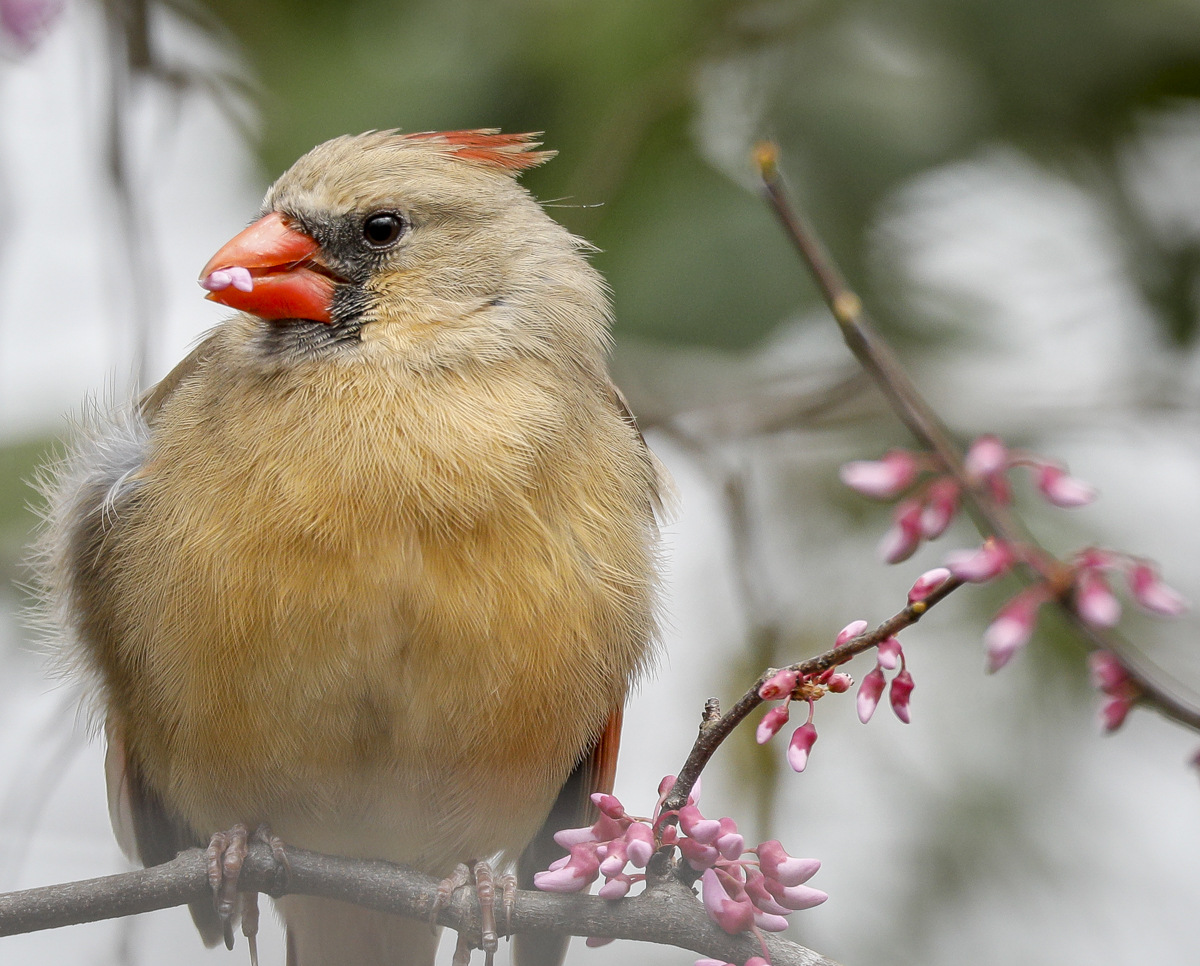 cardinal eating redbud flower close up