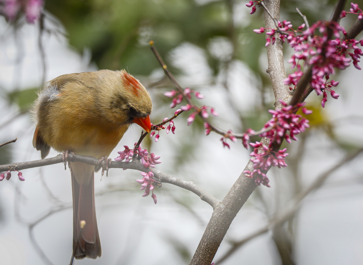 cardinal eating redbud flower