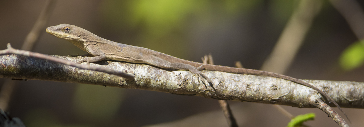Carolina anole