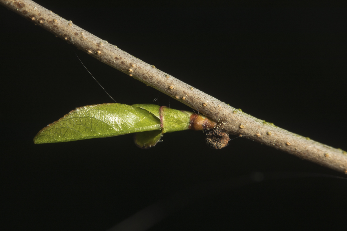 cherry tree mystery 2