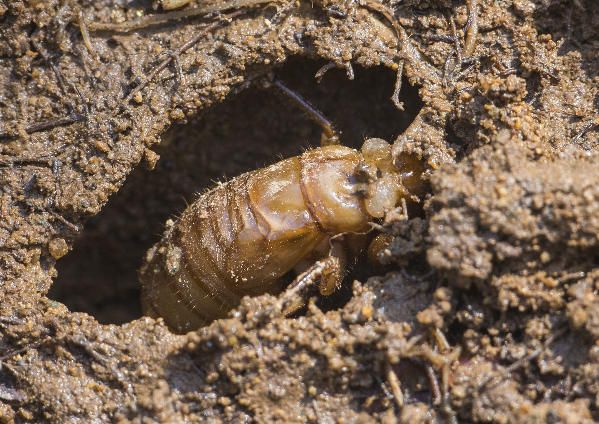 Cicada nymph uncovered 1