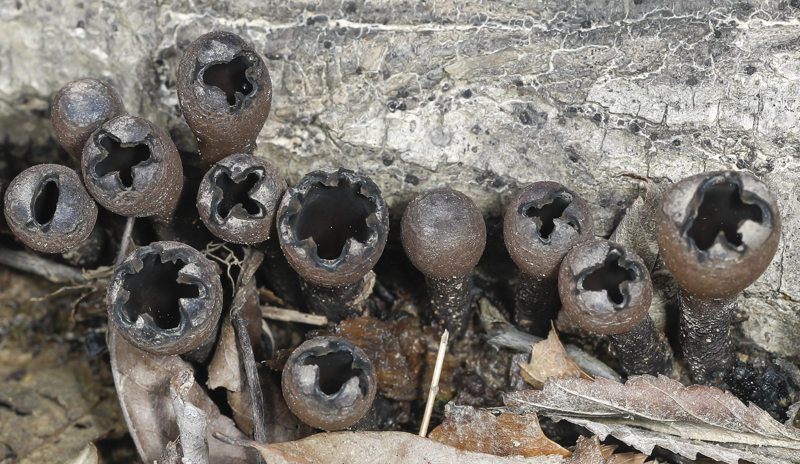 Devil’s Urn or Black Tulip (Urnula craterium) closeup