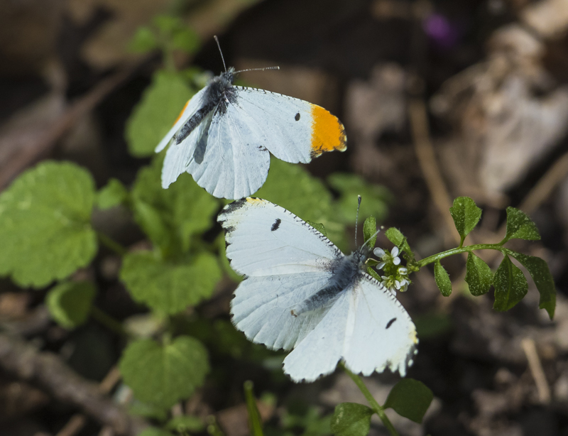 Falcate orangetip butterflies mating behavior 2
