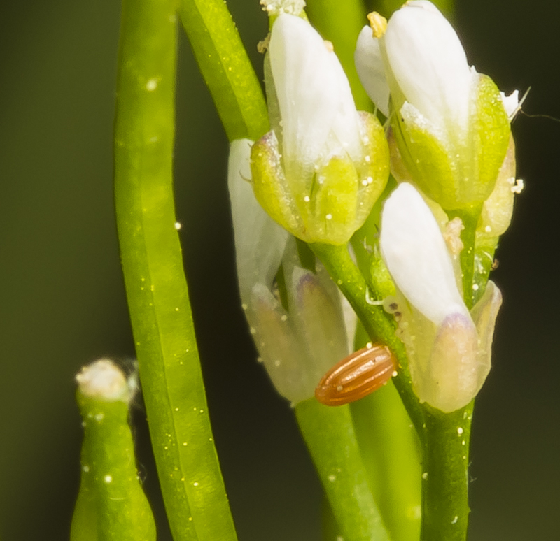 Falcate orangetip egg