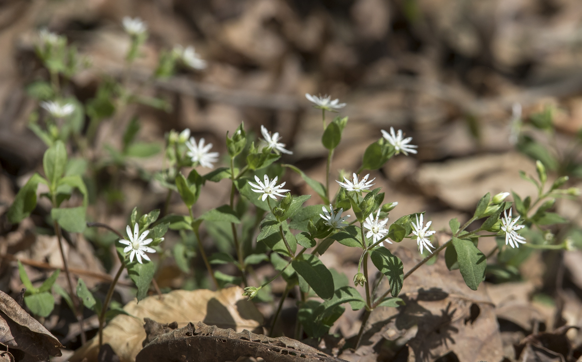giant chickweed