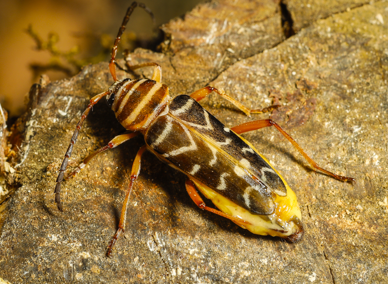 Hickory borer beetle