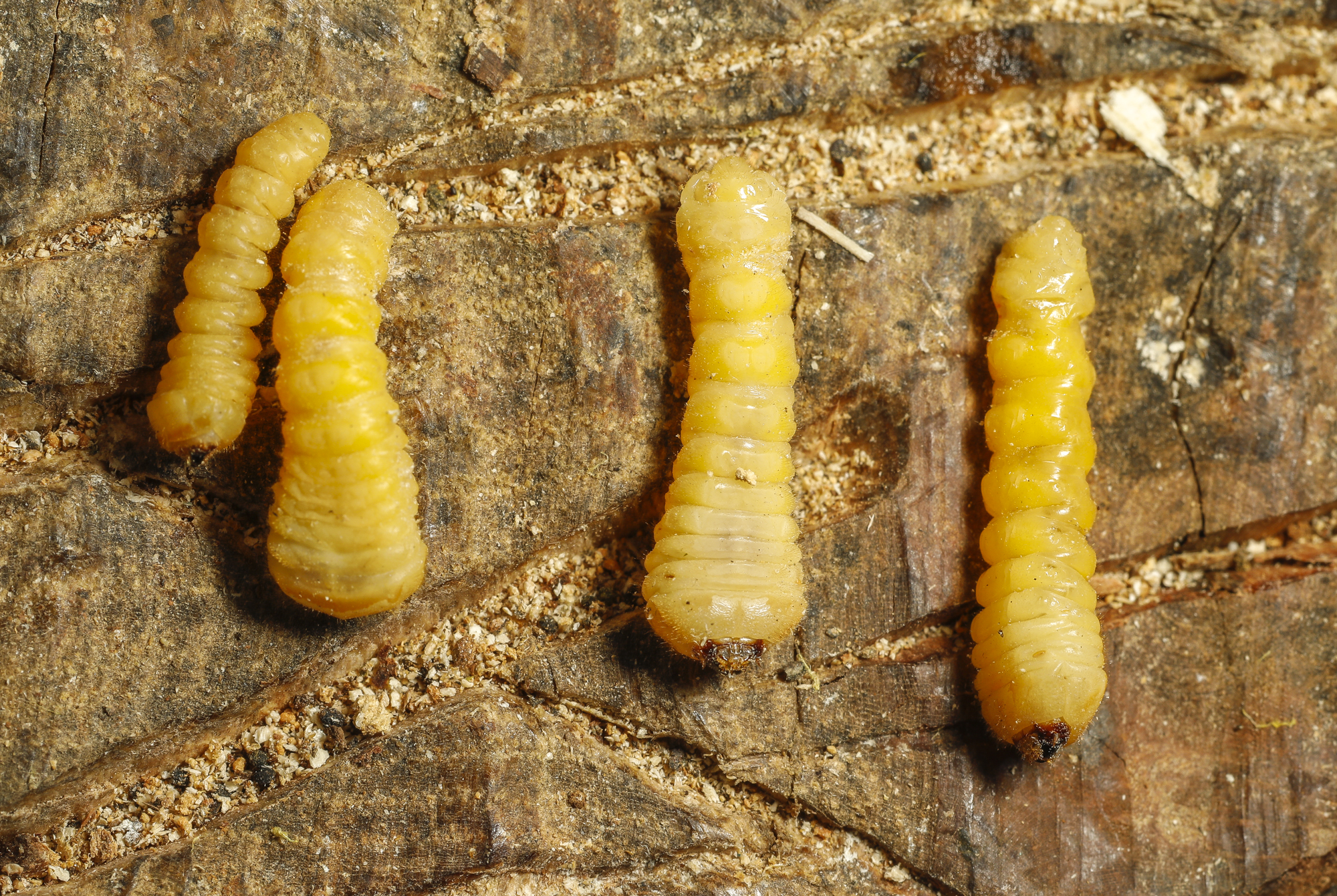 Hickory borer beetle grubs