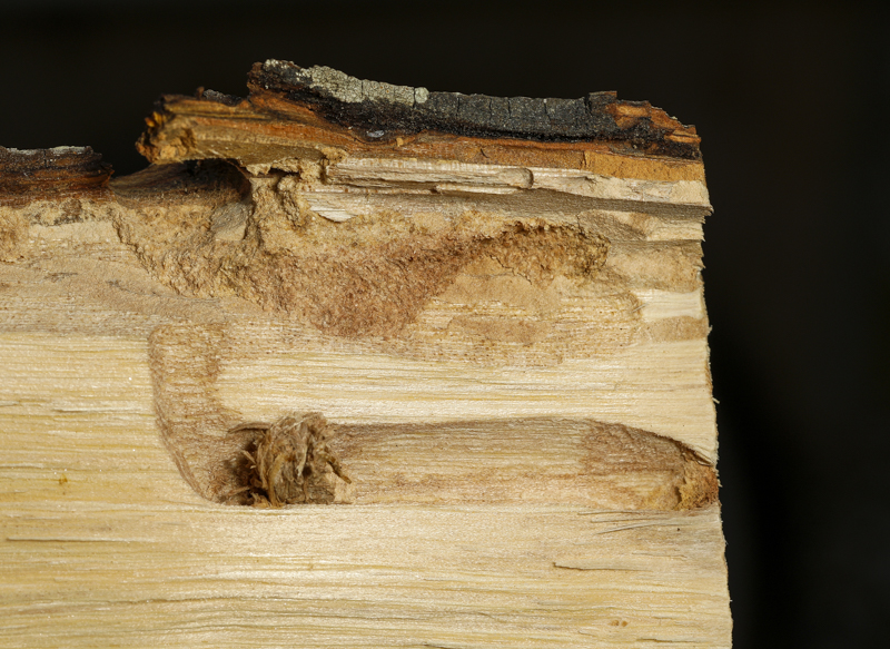 Hickory borer beetle larval chamber