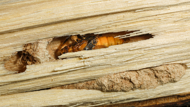 Hickory borer beetle pupal chamber
