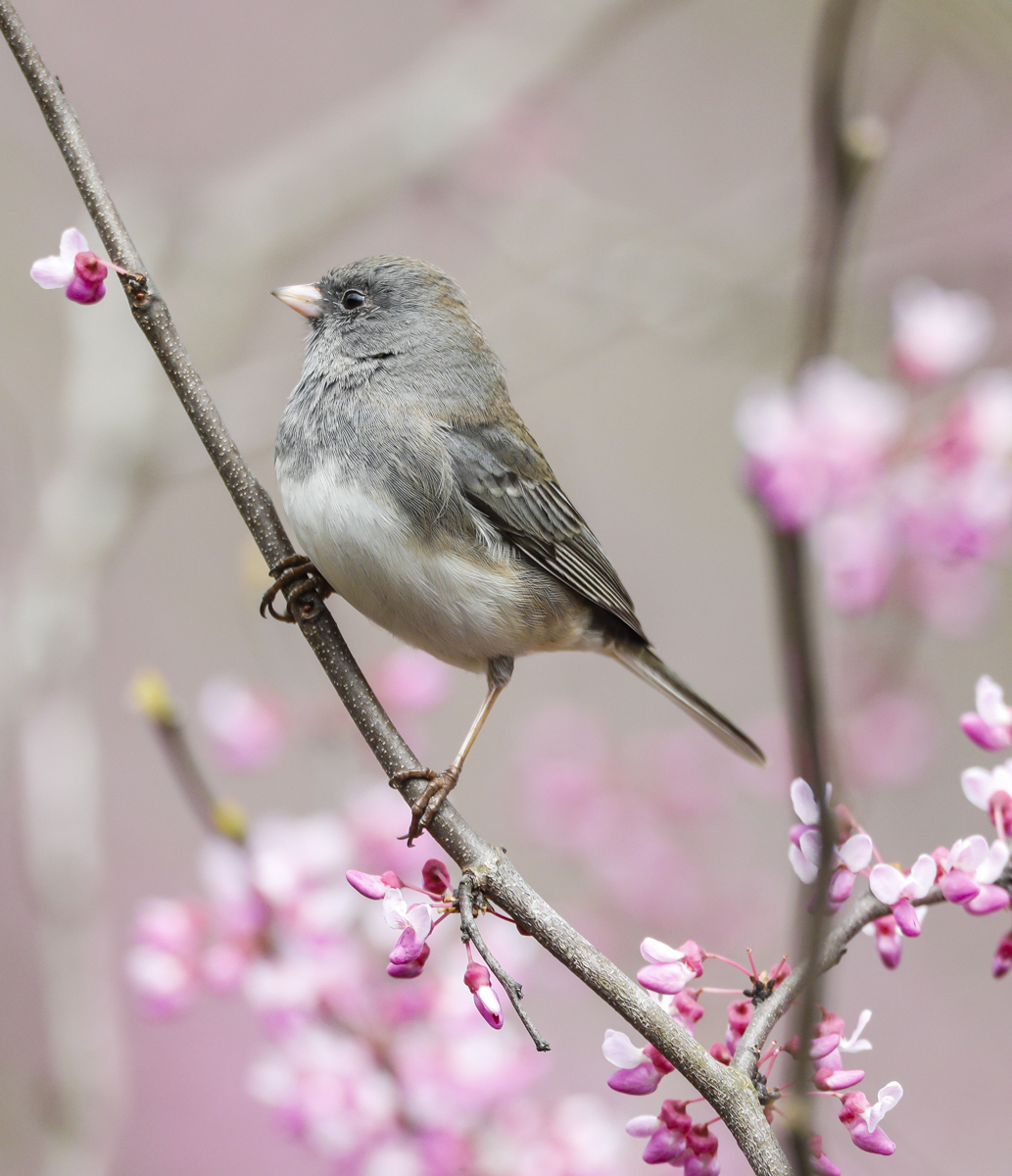 junco in redbud