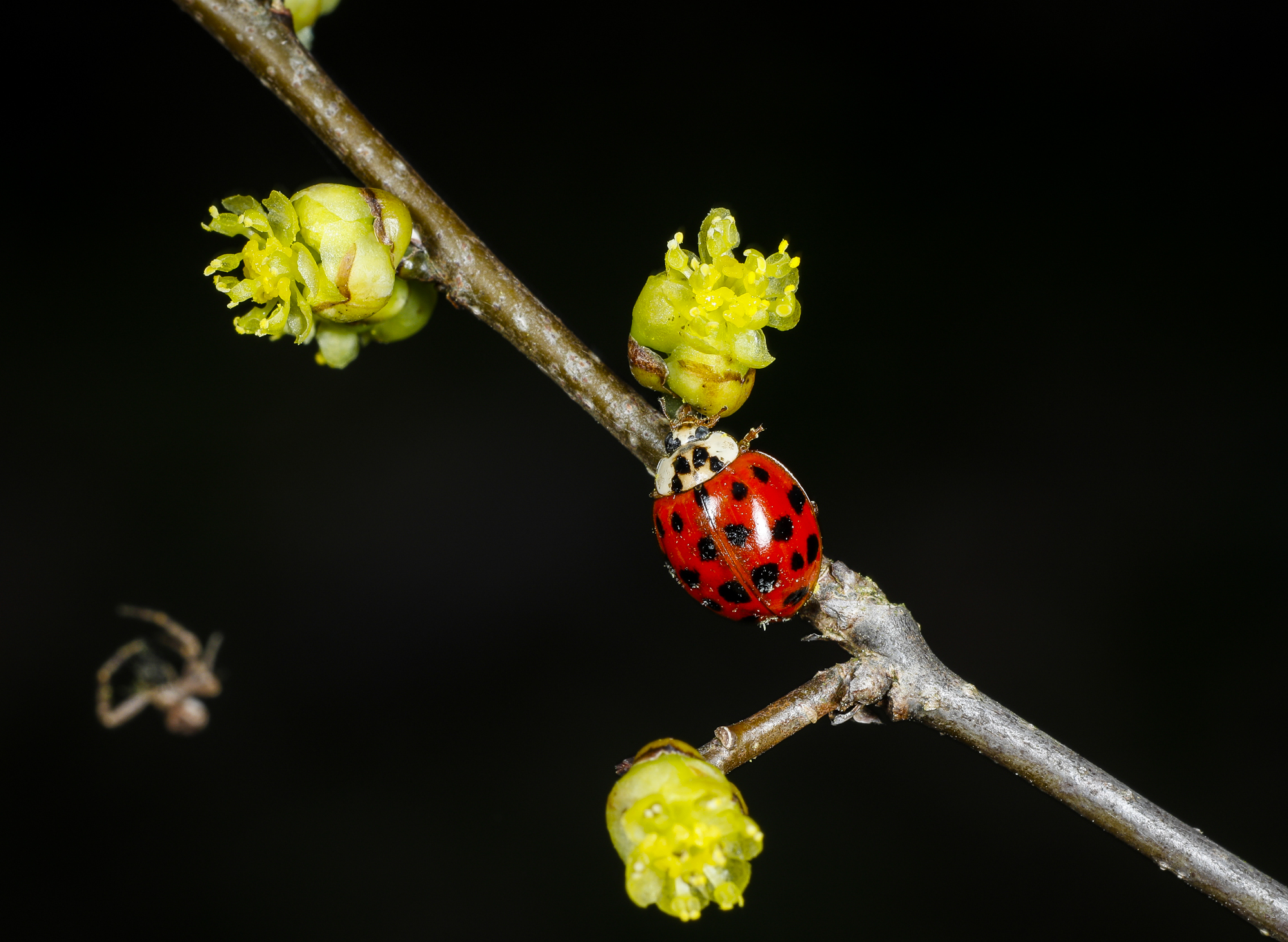 Lady beetle on spicebush