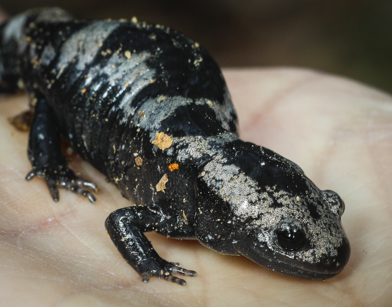 marbled salamander