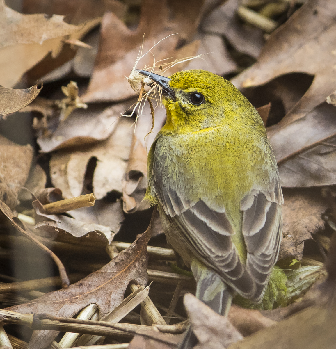 pine warbler gathering nesting materials