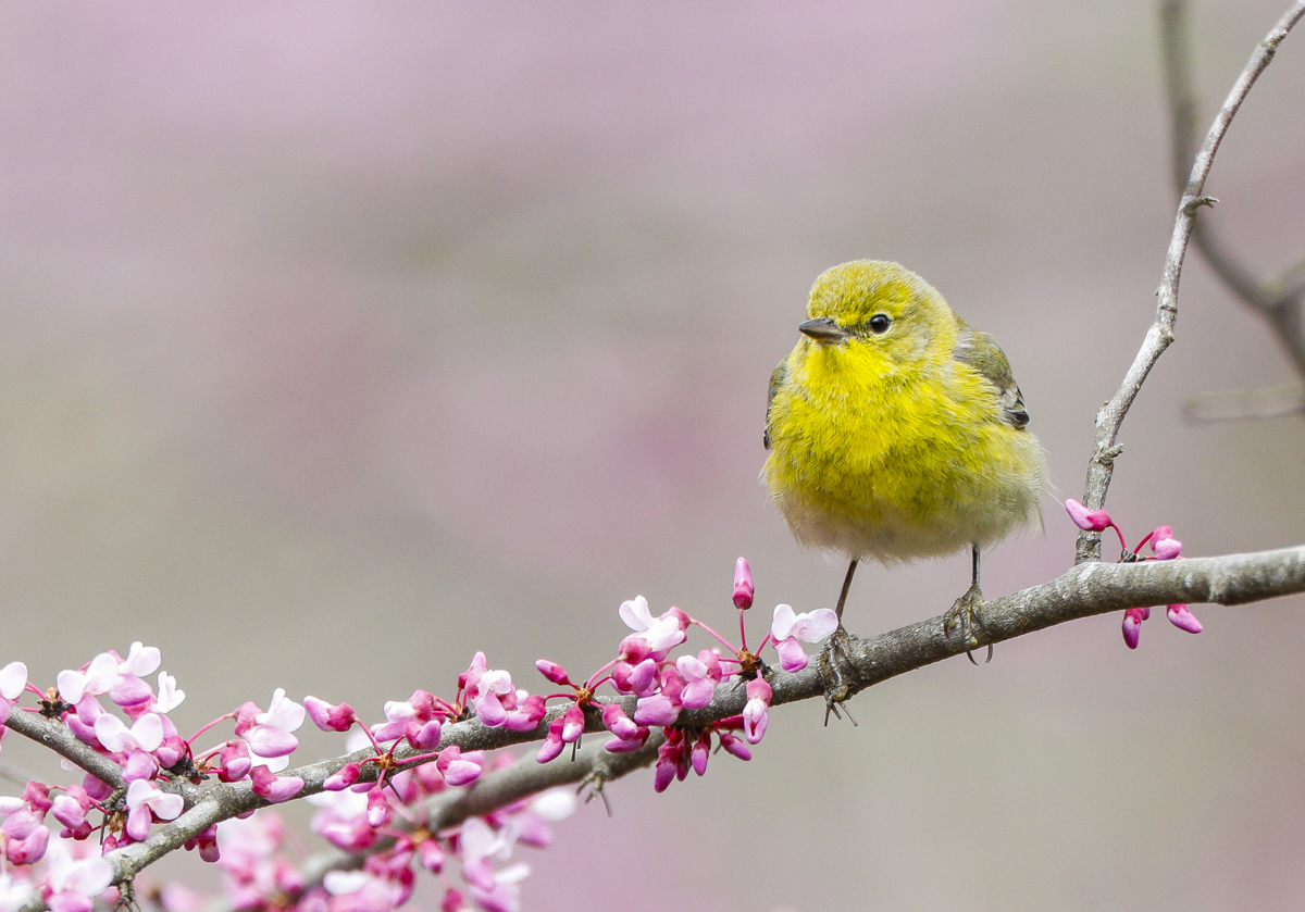 pine warbler in redbud 1
