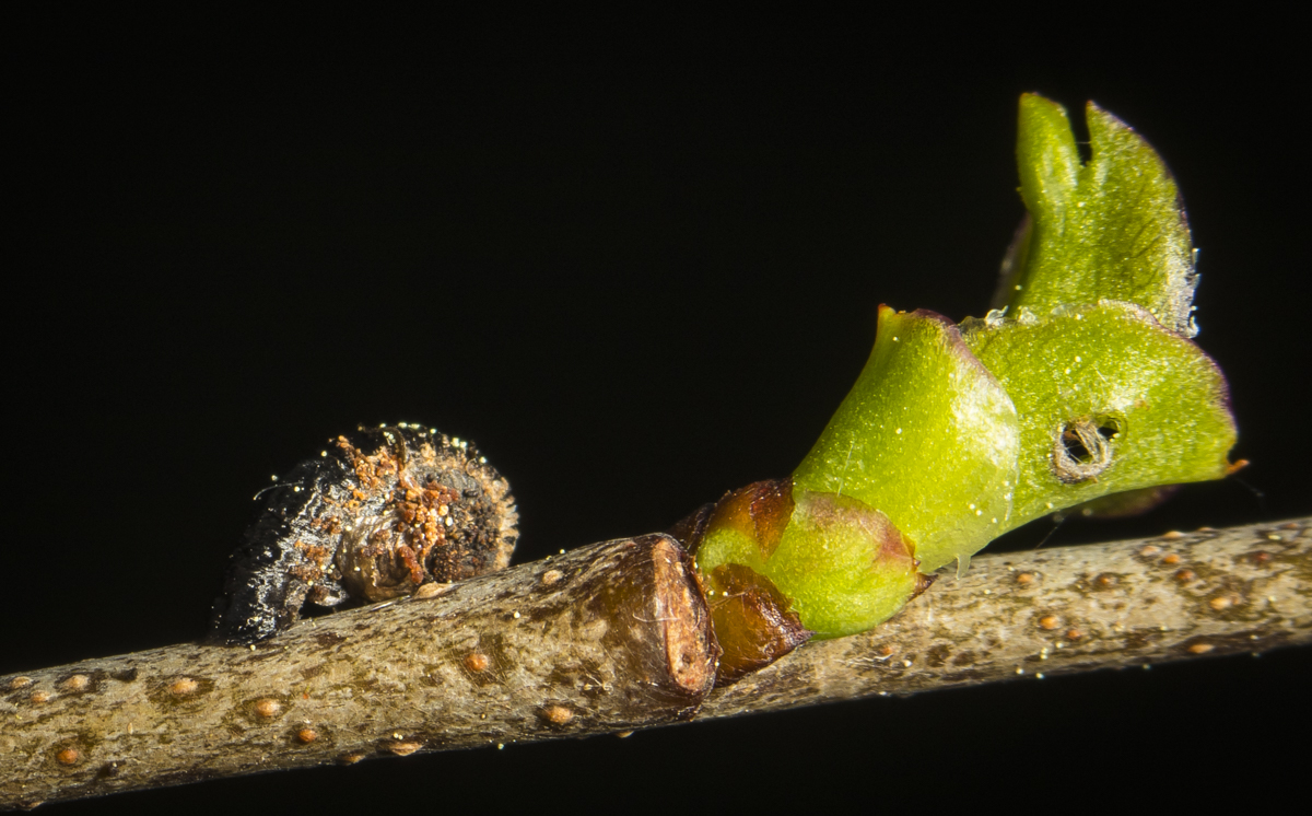 Pistol casebearer, Colephora sp.