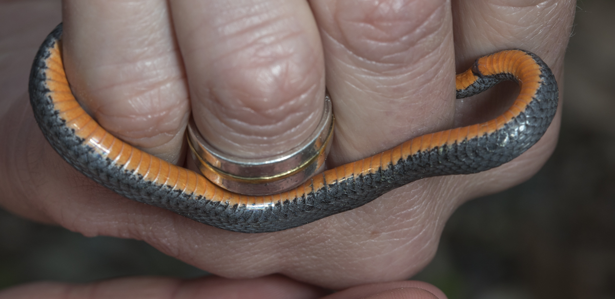 red-bellied snake belly