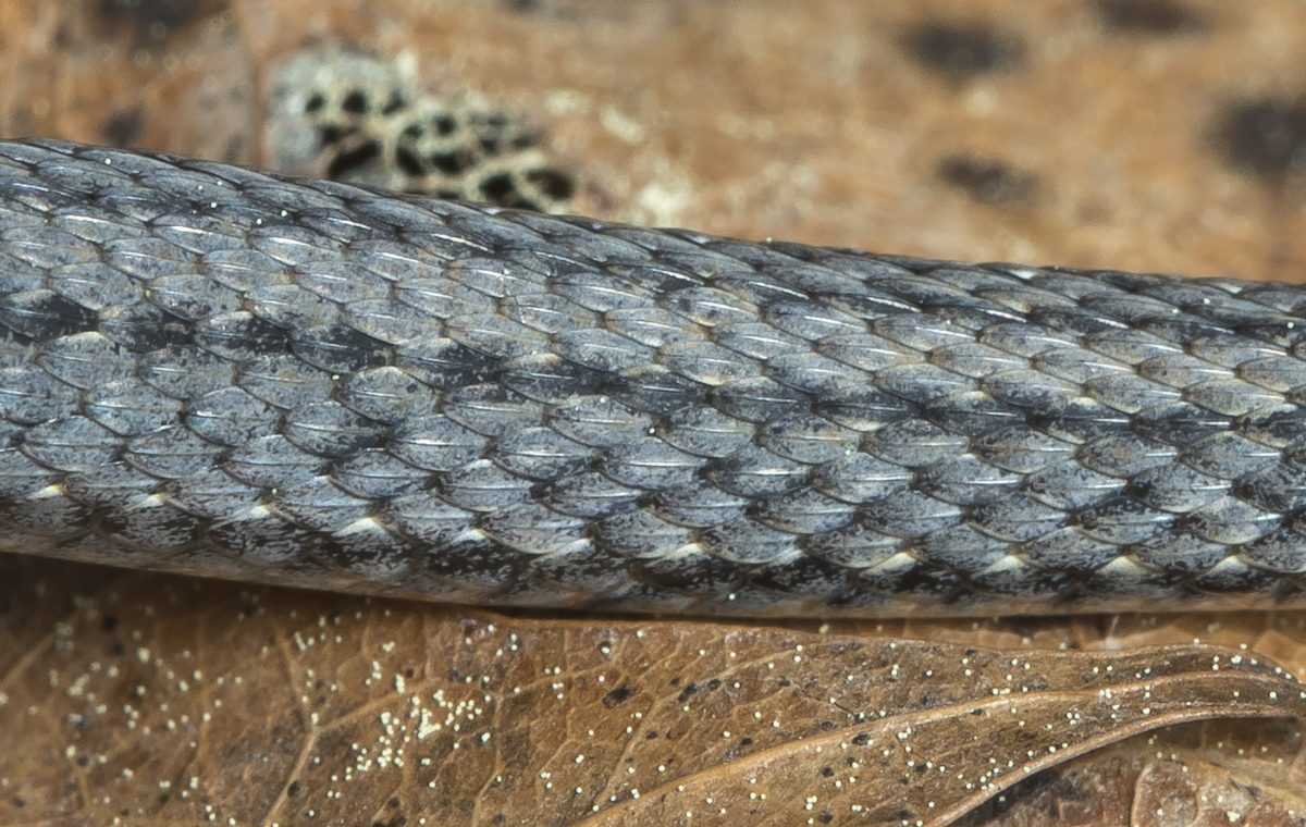 red-bellied snake keeled scales
