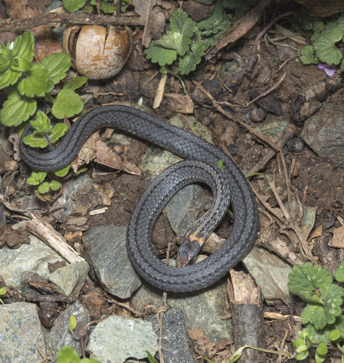 red-bellied snake